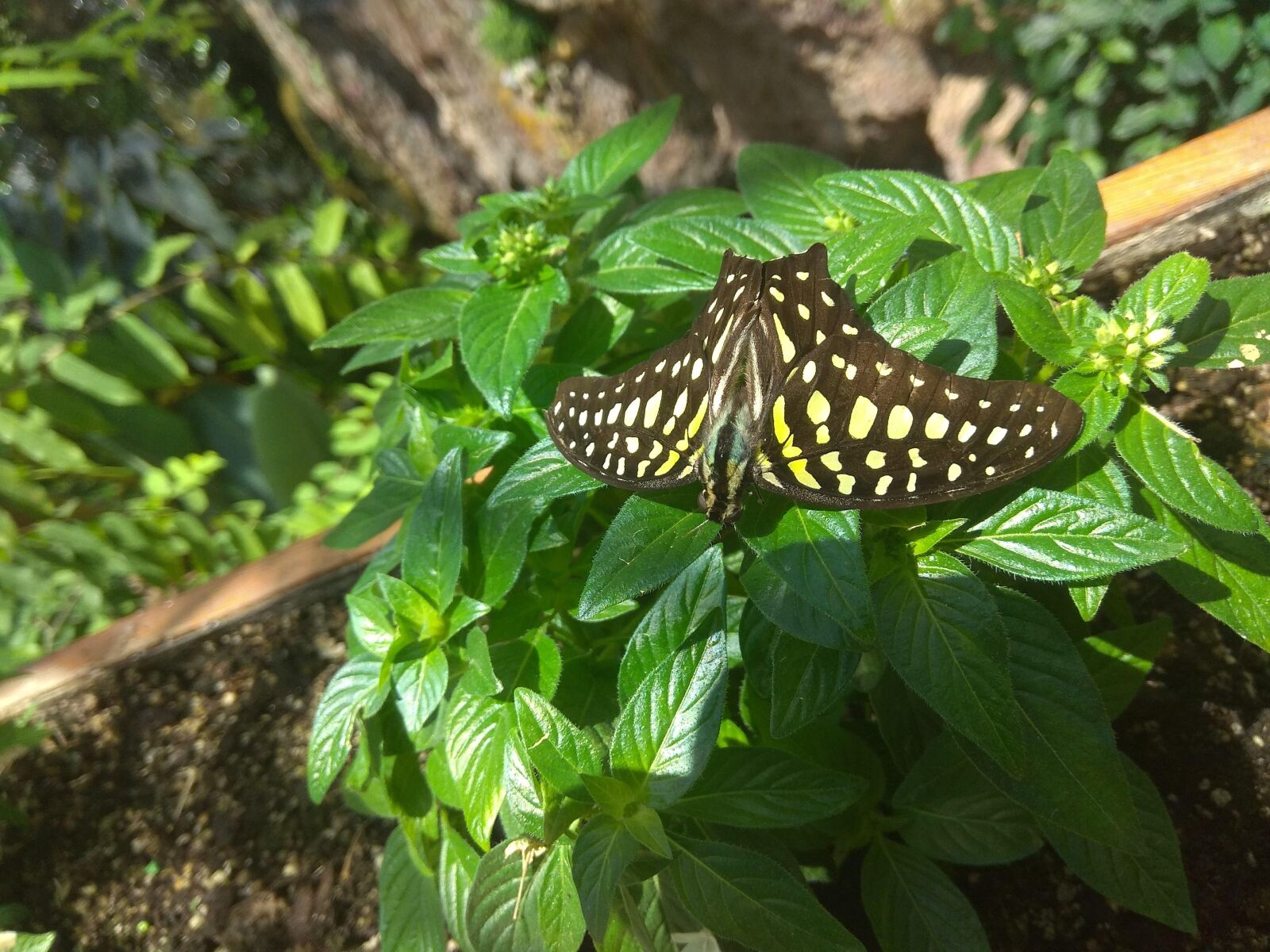Xiaomi Redmi Note 4 sample photo. Konya, butterfly, butterfly valley photography