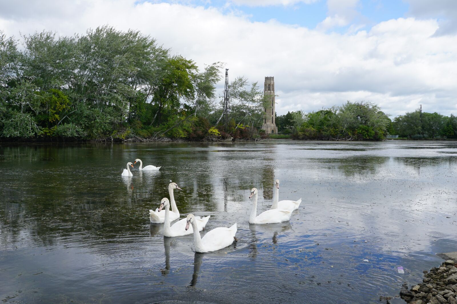 Sony a6000 + Sony E 18-55mm F3.5-5.6 OSS sample photo. Swans, swan, belle isle photography