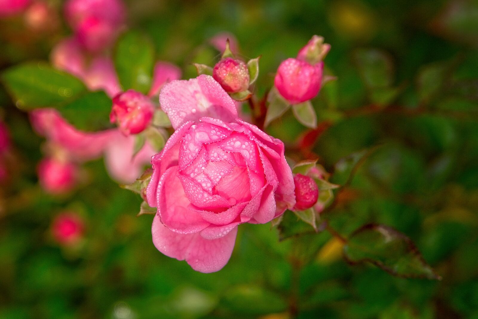 Nikon D7100 sample photo. Rose, blossom, bloom photography