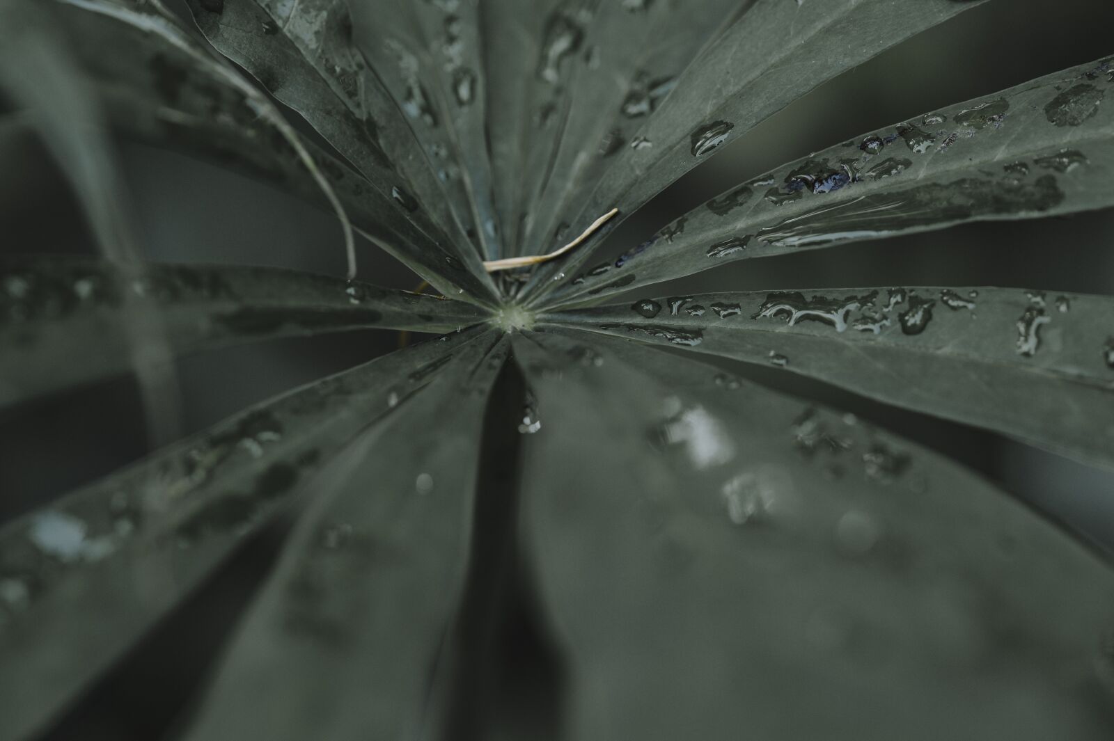 Nikon Z6 sample photo. Fern, jungle, rainforest photography