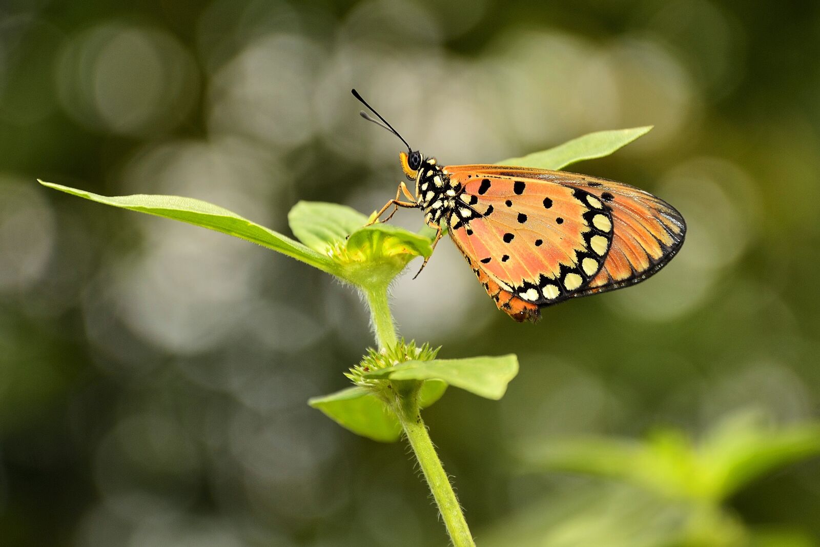 Nikon D3100 sample photo. Butterfly, kupu-kupu, bokeh photography