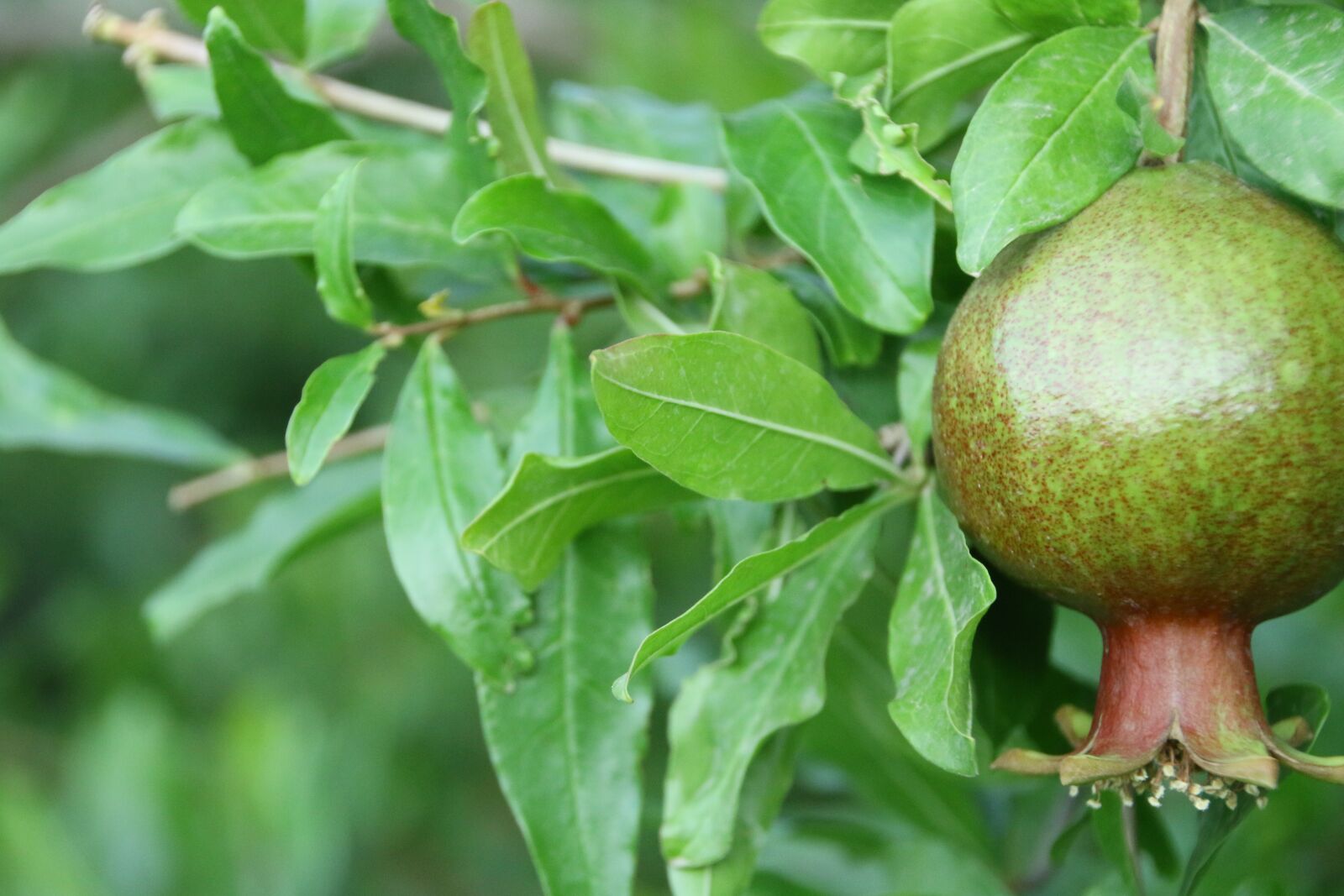 Canon EOS 70D sample photo. Pomegranate, fruit, tropics photography