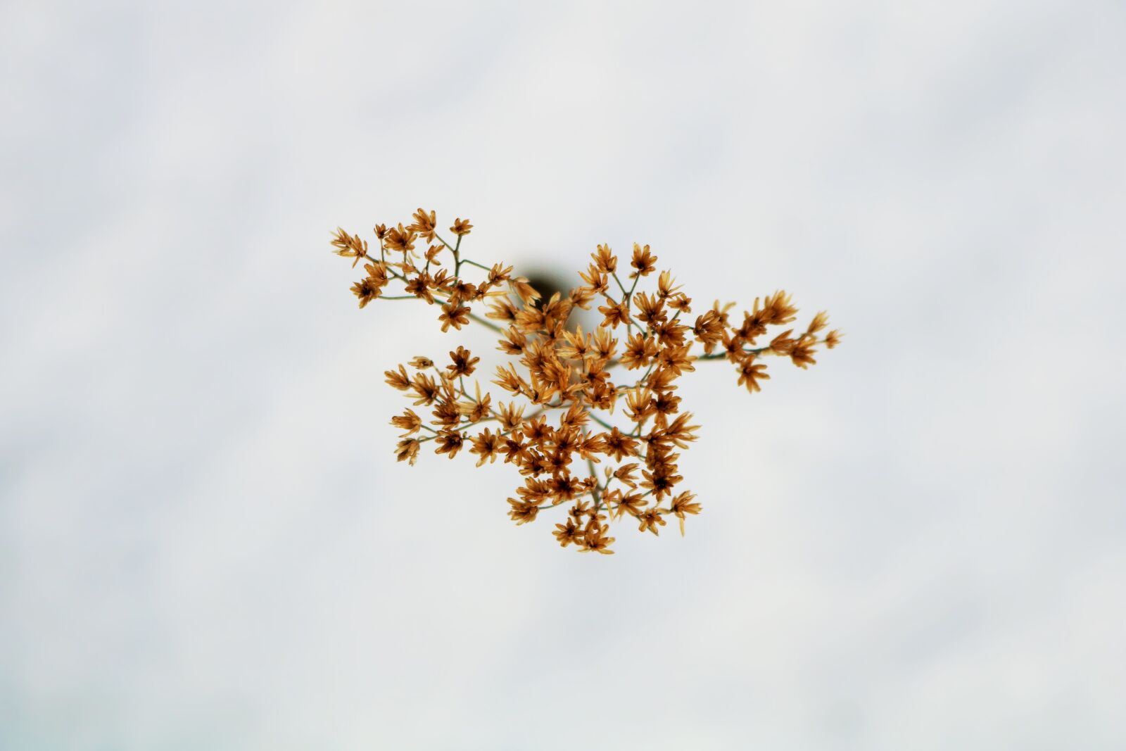 Canon EOS 750D (EOS Rebel T6i / EOS Kiss X8i) sample photo. Nature, sky, leaf photography