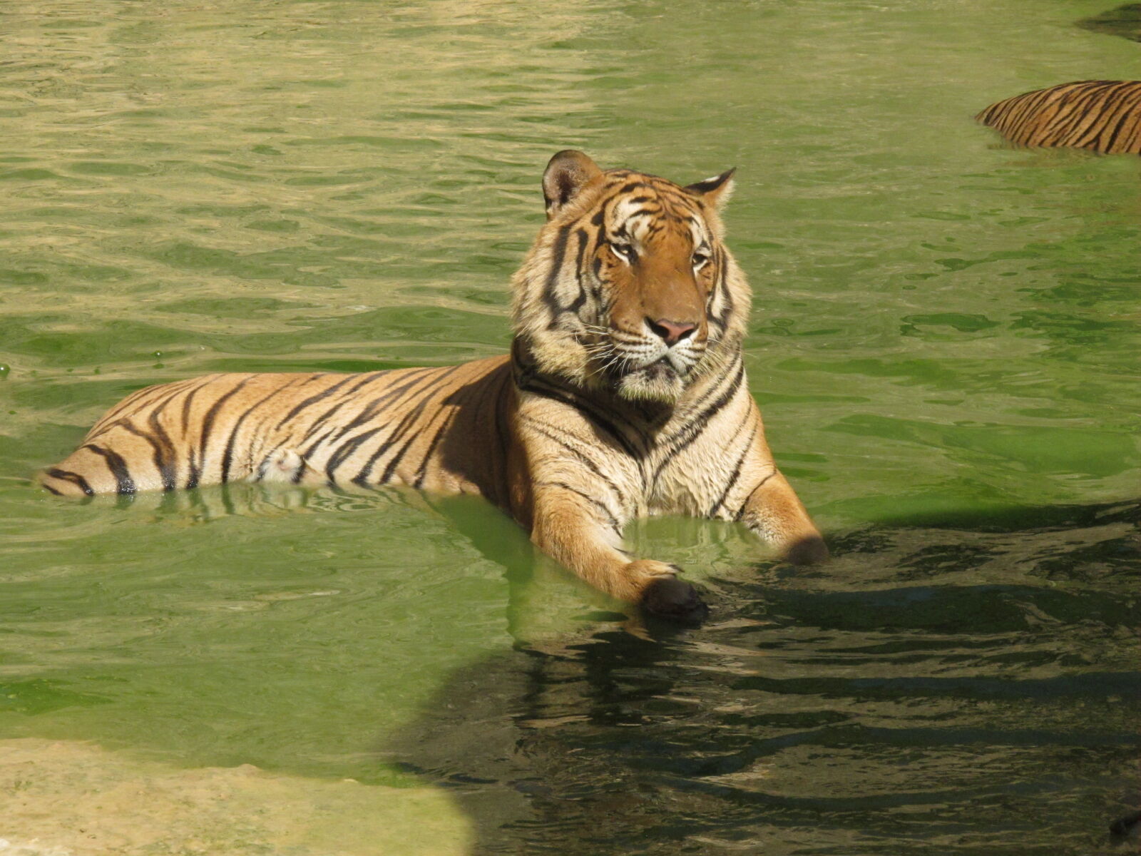 Canon PowerShot G11 sample photo. Thailand, tiger, wild, cat photography