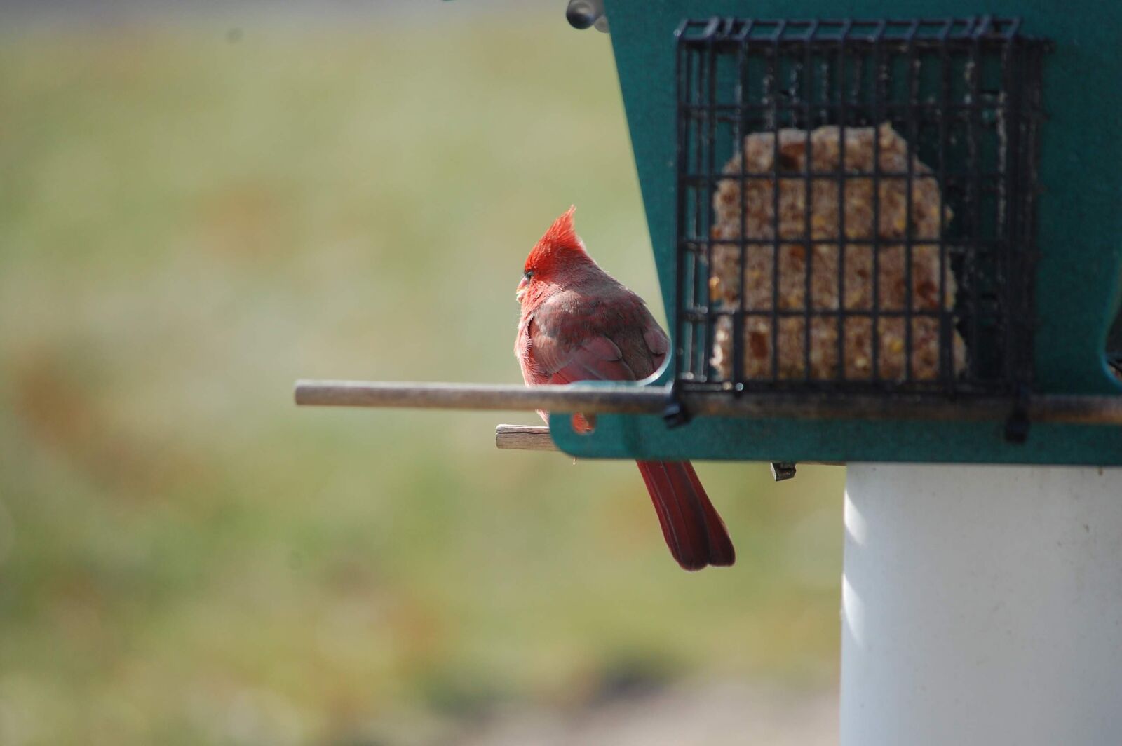 Nikon D40 sample photo. Cardinal, bird, bird feeder photography