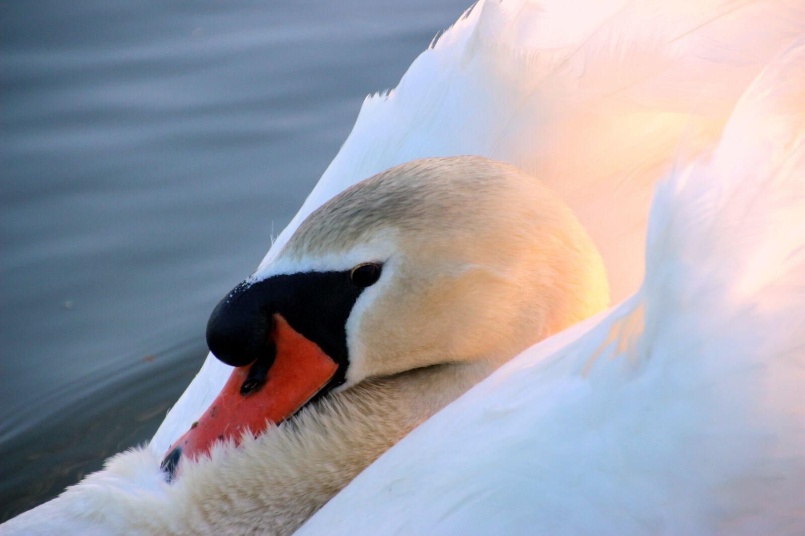 Canon EOS 650D (EOS Rebel T4i / EOS Kiss X6i) sample photo. Swan, mute swan, cygnus photography