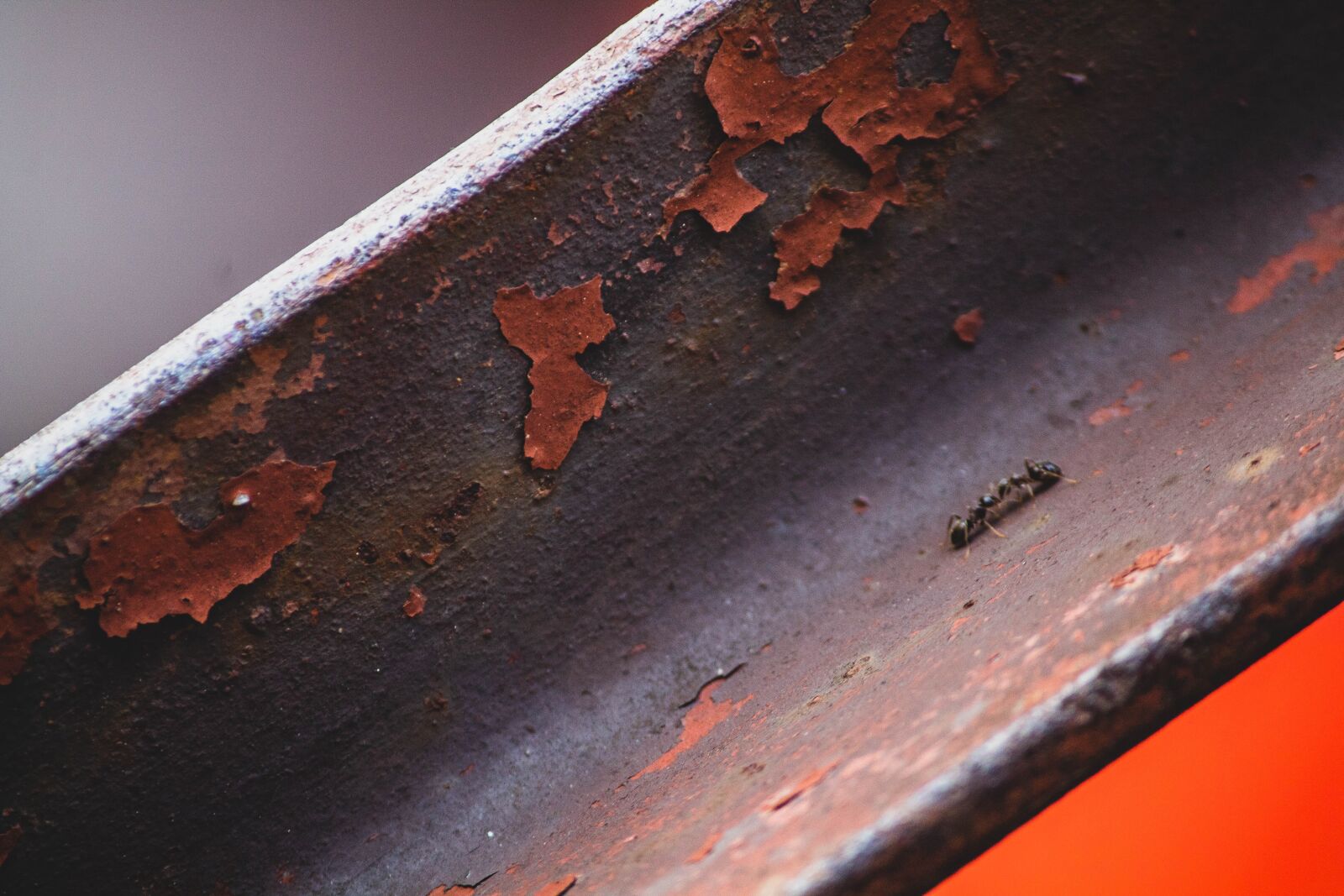 Canon EOS 1300D (EOS Rebel T6 / EOS Kiss X80) sample photo. Ants, steel, rusty photography
