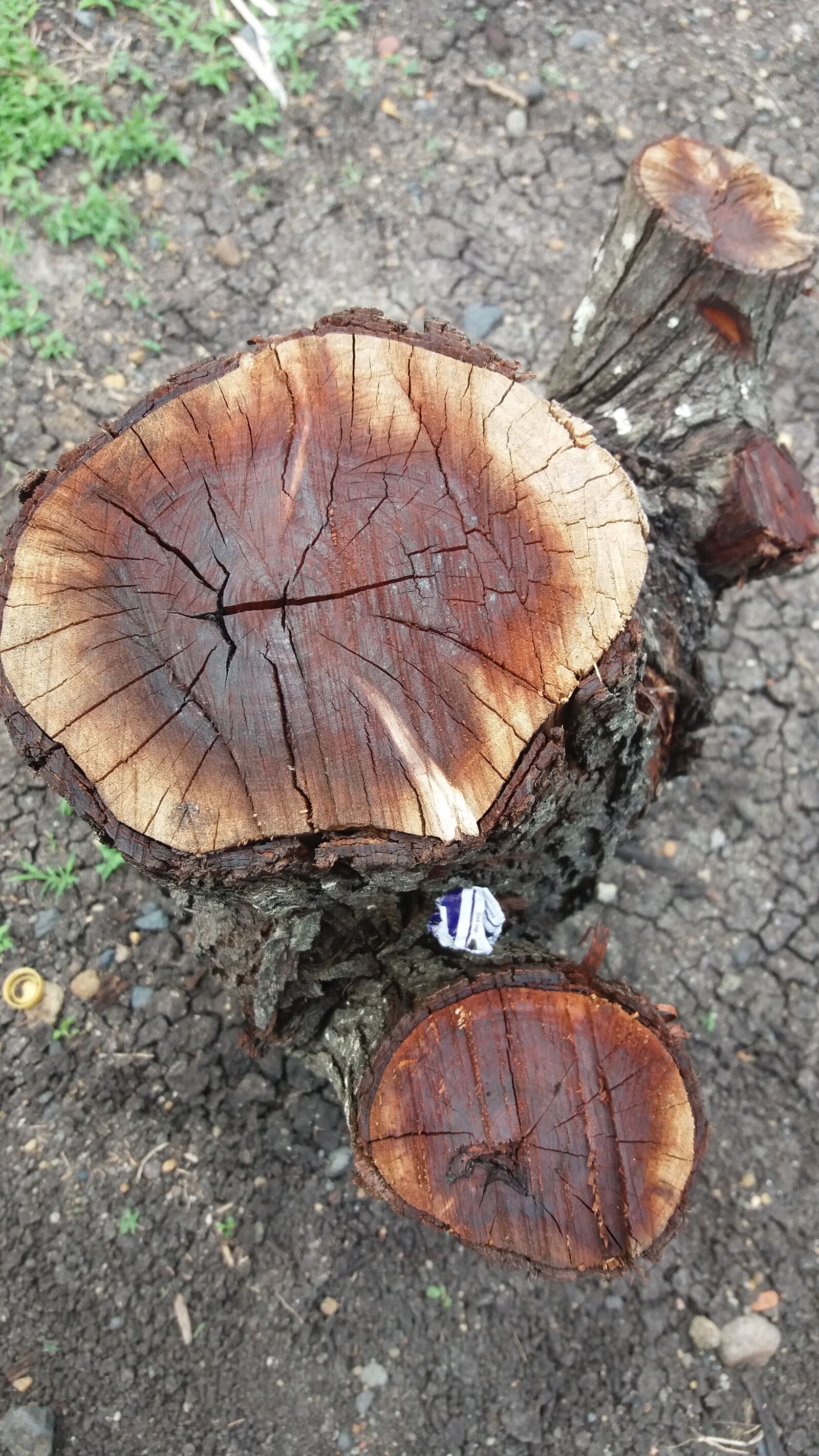 Samsung Galaxy J5(2016) sample photo. Wood, tree, brown photography