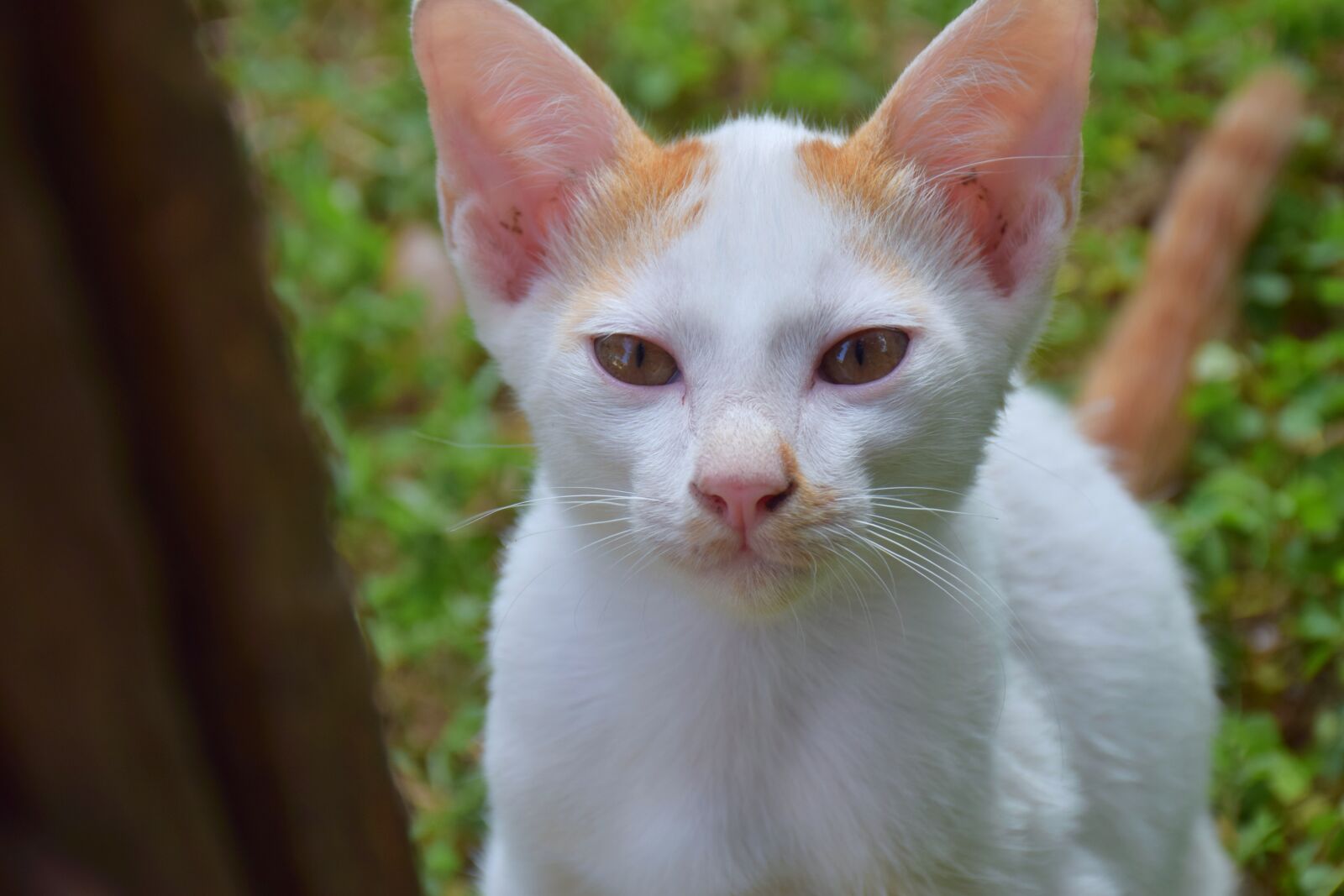 Nikon D5300 sample photo. Cat, kitten, cute photography