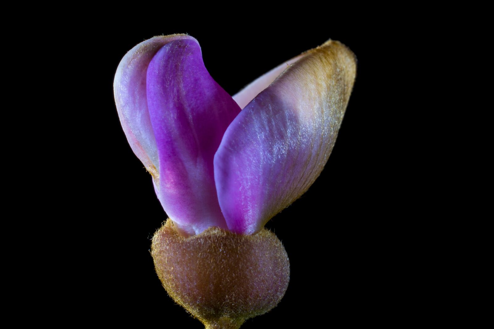 Nikon D5200 sample photo. Tie flower, blossom, bloom photography