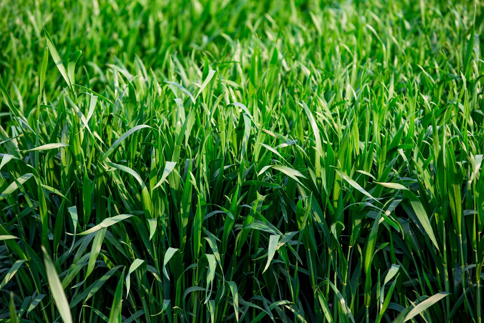Canon EOS 6D + Canon EF 80-200mm f/2.8L sample photo. Neck, green grass, the photography