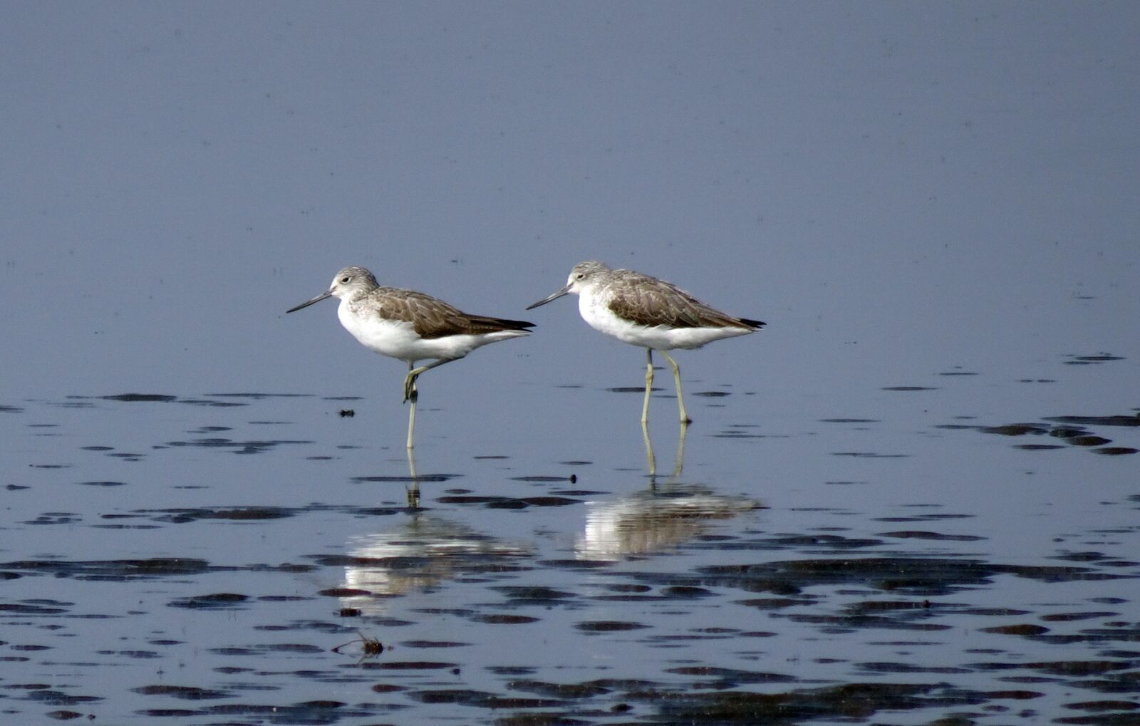 Sony Cyber-shot DSC-HX90V sample photo. Common greenshank, tringa nebularia photography