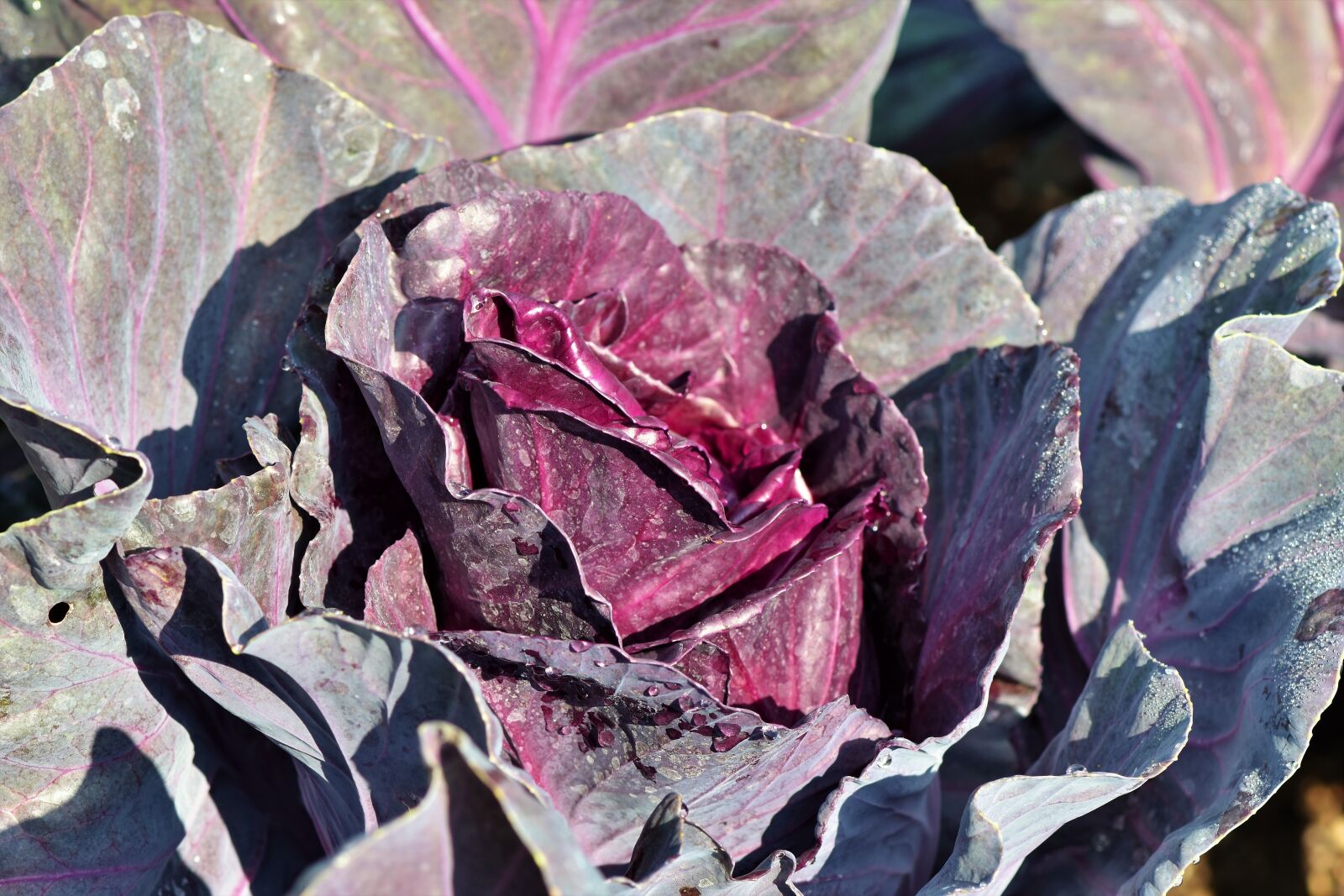 Nikon D7200 sample photo. Red cabbage, kohl, cabbage photography