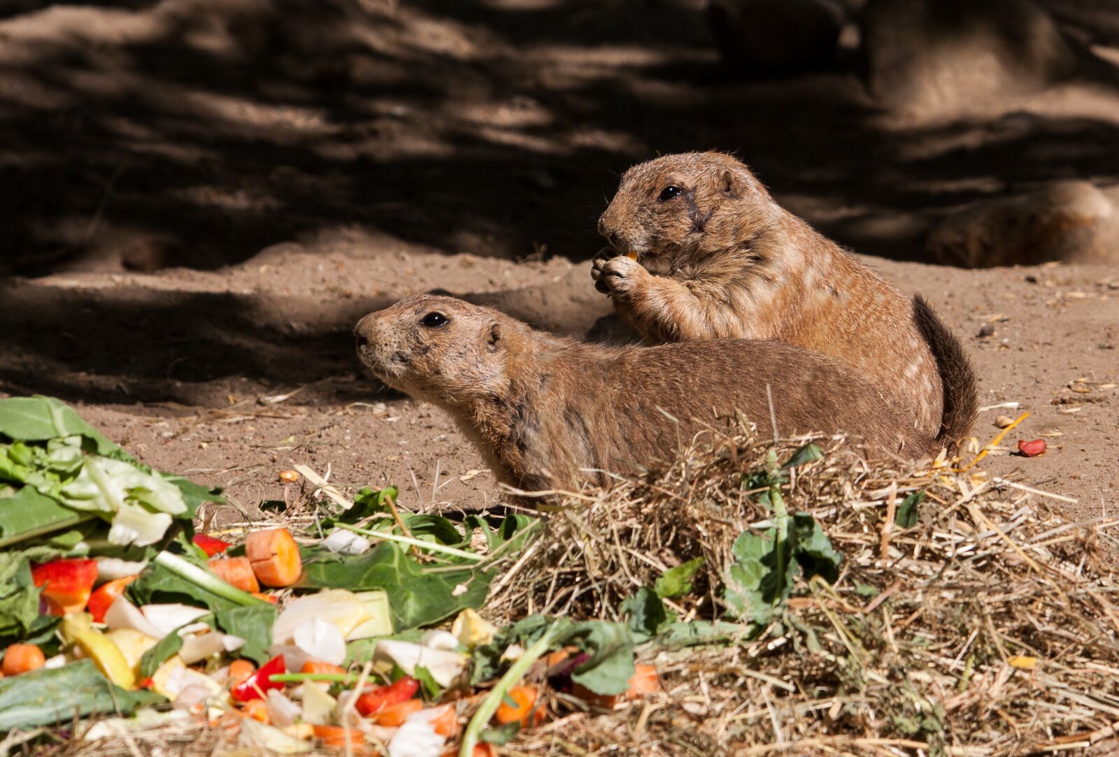Canon EOS 50D sample photo. Prairie dog, prairie dogs photography