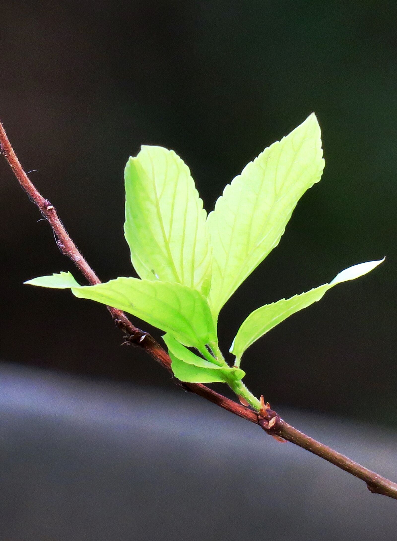 Canon PowerShot G3 X sample photo. Leaf, nature, plant photography