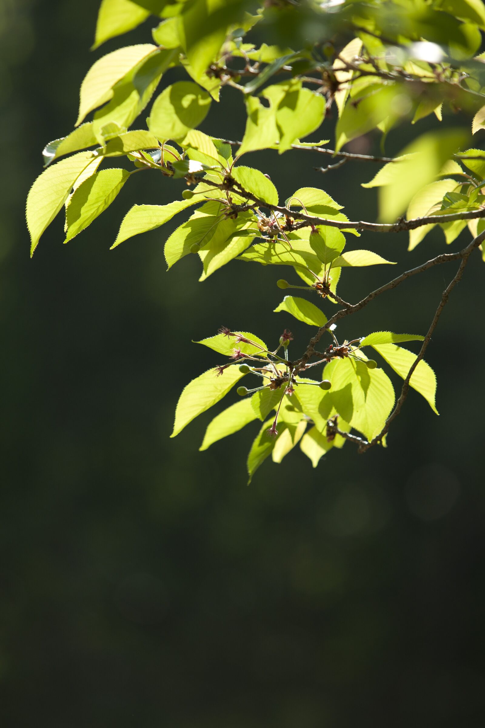 Canon EOS 5D sample photo. Nature, wood, backlight photography