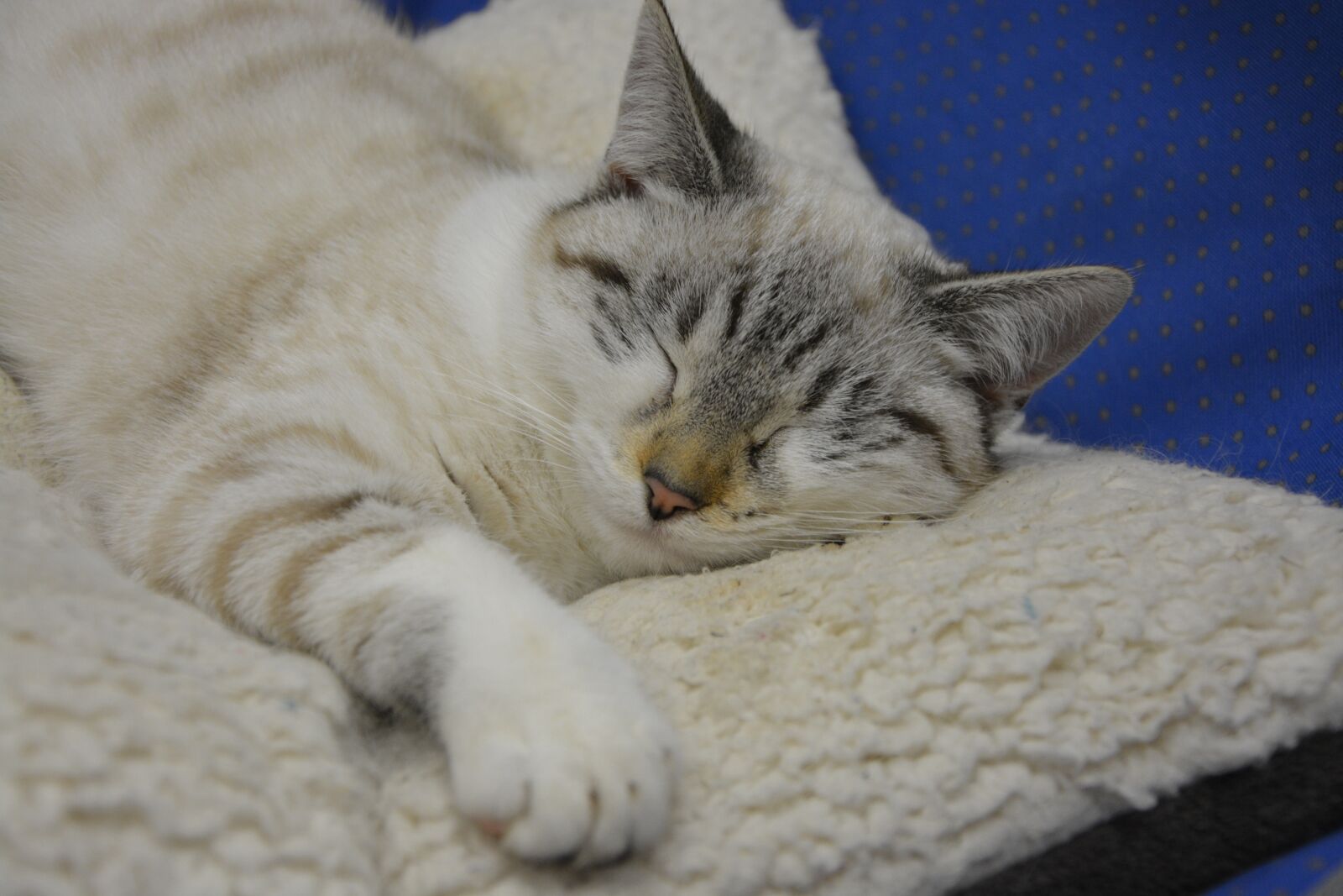 Nikon D5200 sample photo. Cat sleeping, cat sleep photography