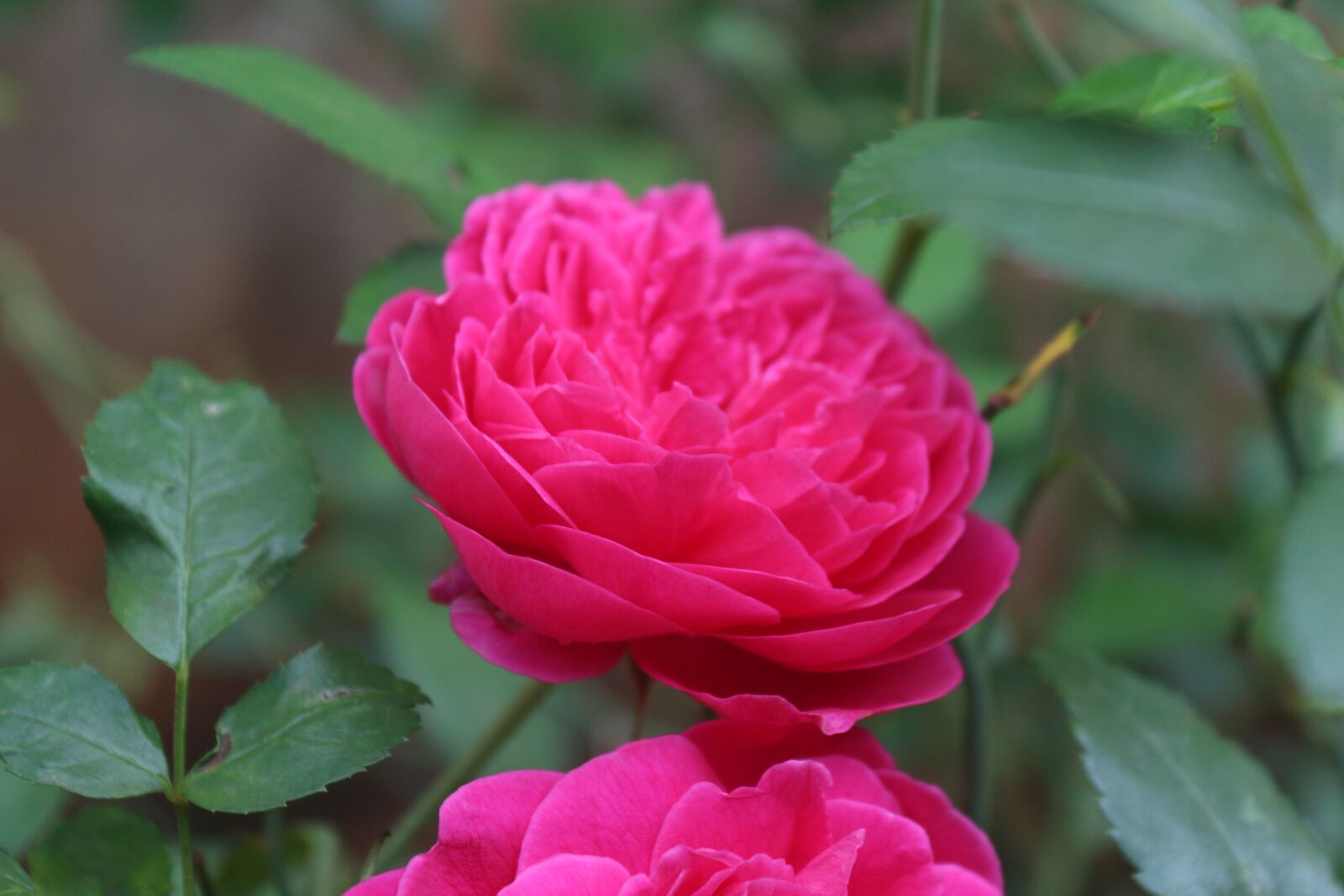 Canon EOS 650D (EOS Rebel T4i / EOS Kiss X6i) sample photo. Flower, roses, nature photography