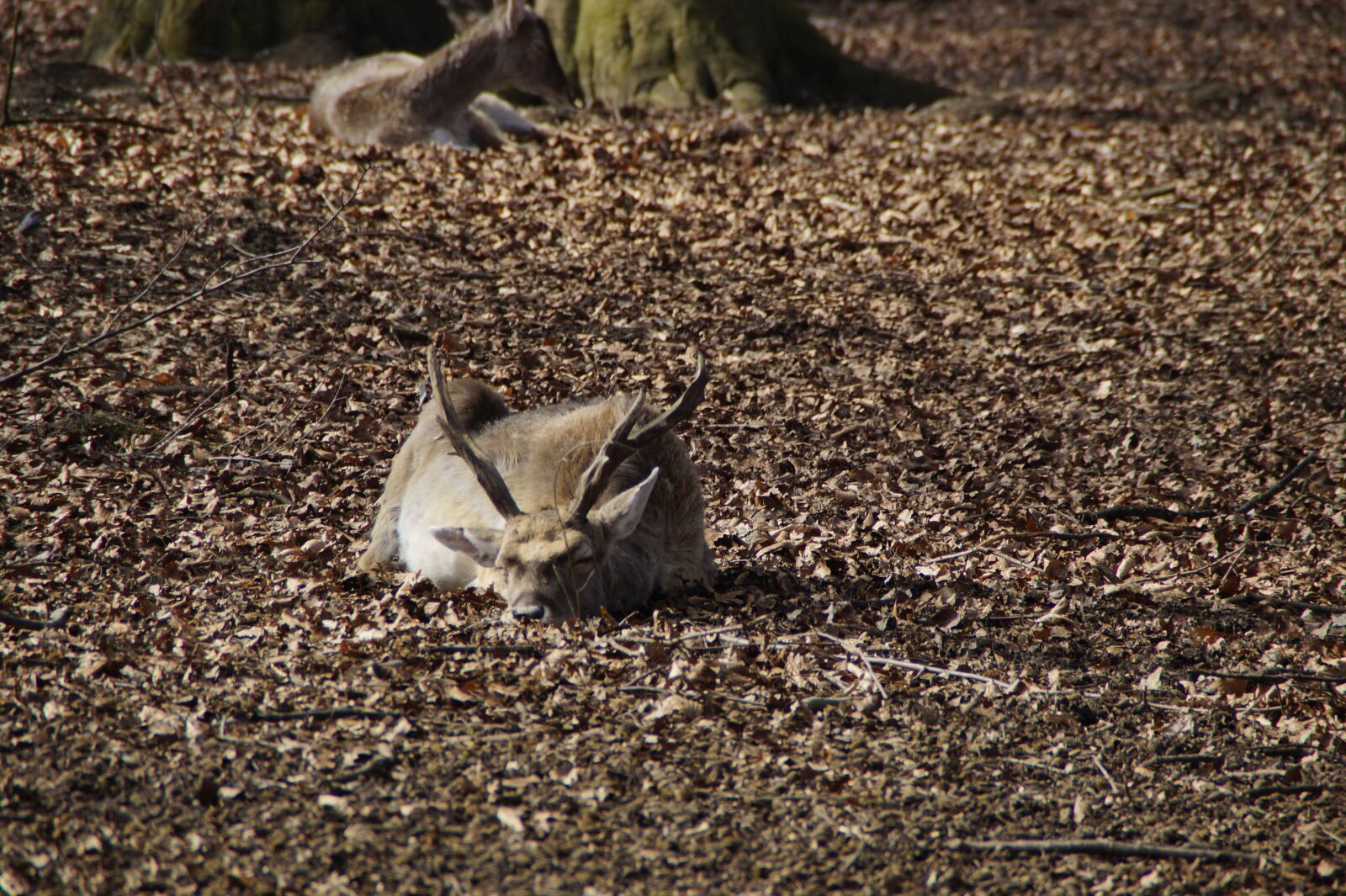 Sony SLT-A58 sample photo. Hirsch, relaxed, doze photography