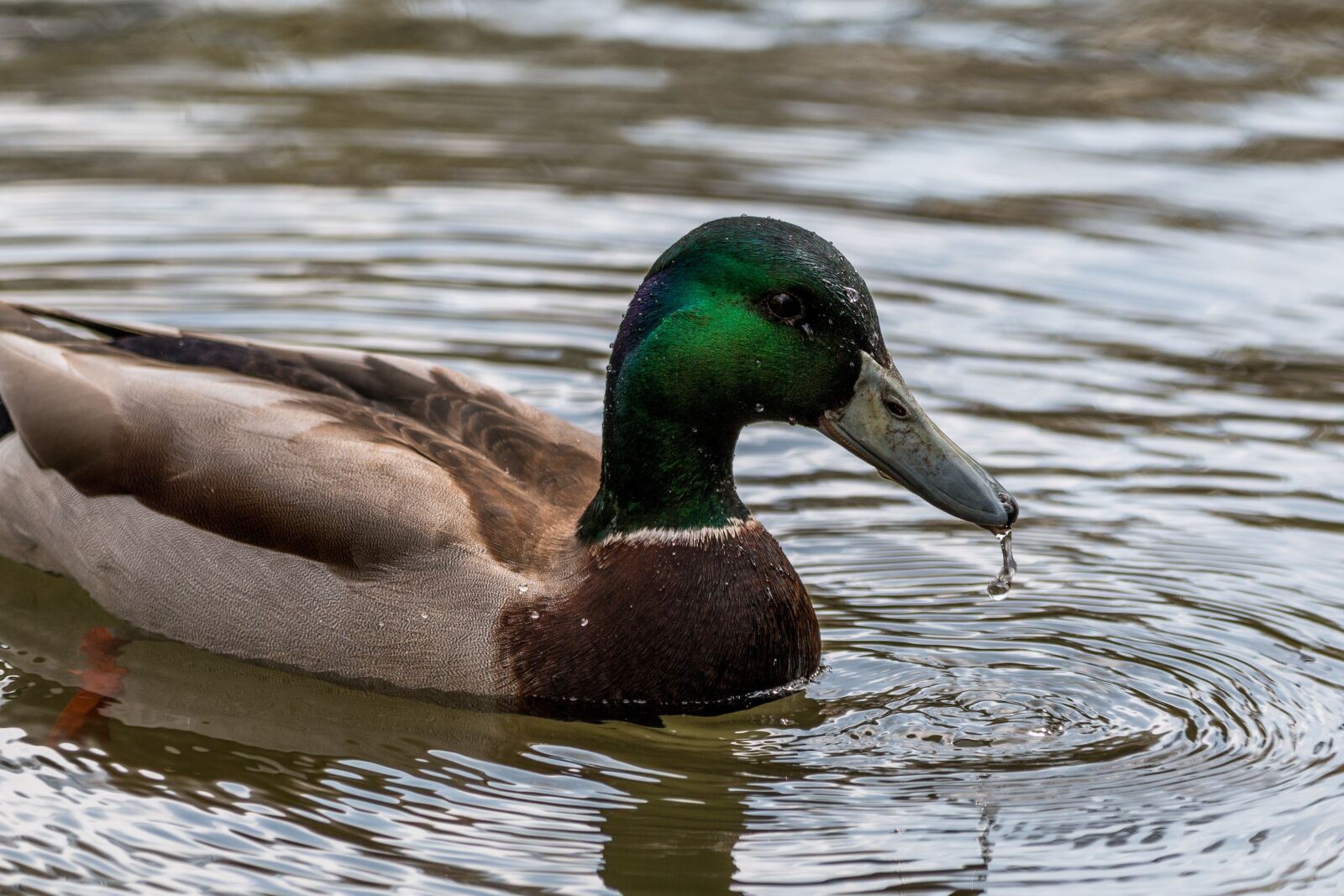 150-600mm F5-6.3 DG OS HSM | Contemporary 015 sample photo. Duck, water bird, swim photography