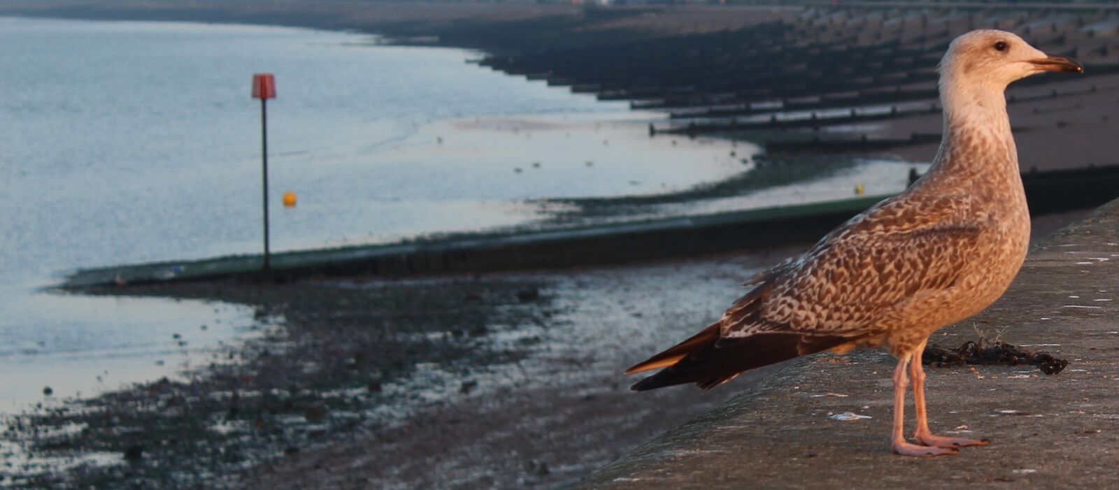 Canon EOS 100D (EOS Rebel SL1 / EOS Kiss X7) sample photo. Bird, sea, beach photography