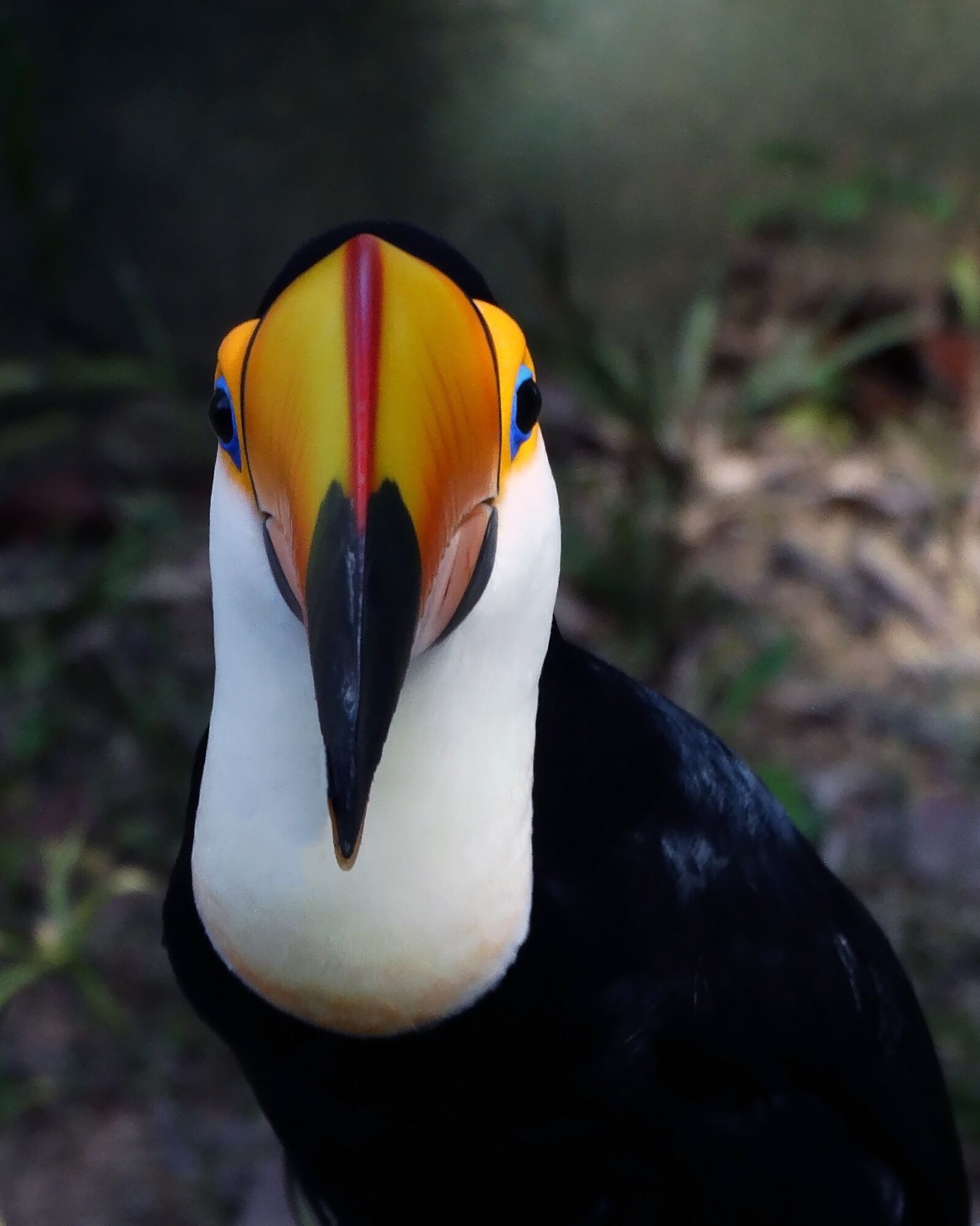 Sony Cyber-shot DSC-HX300 sample photo. Toucan, tucano, bird photography