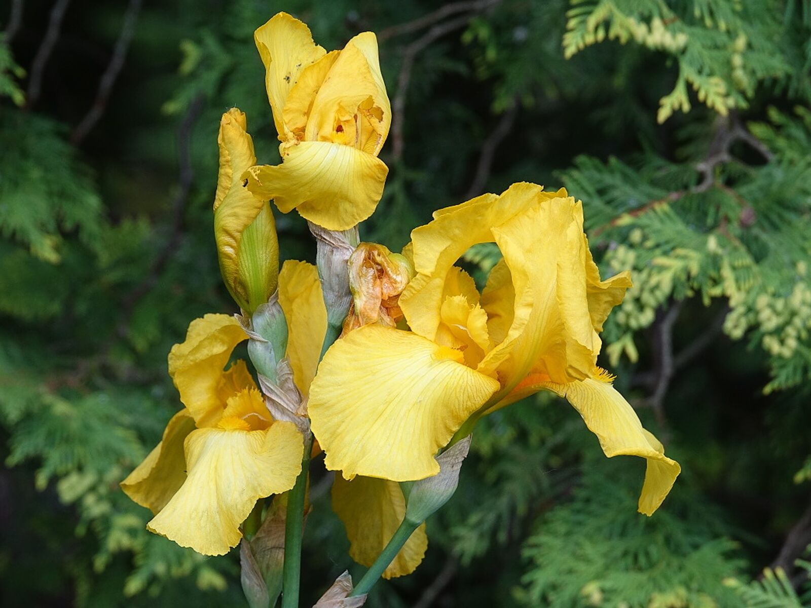 Sony Cyber-shot DSC-RX10 III sample photo. Iris, yellow, flower photography