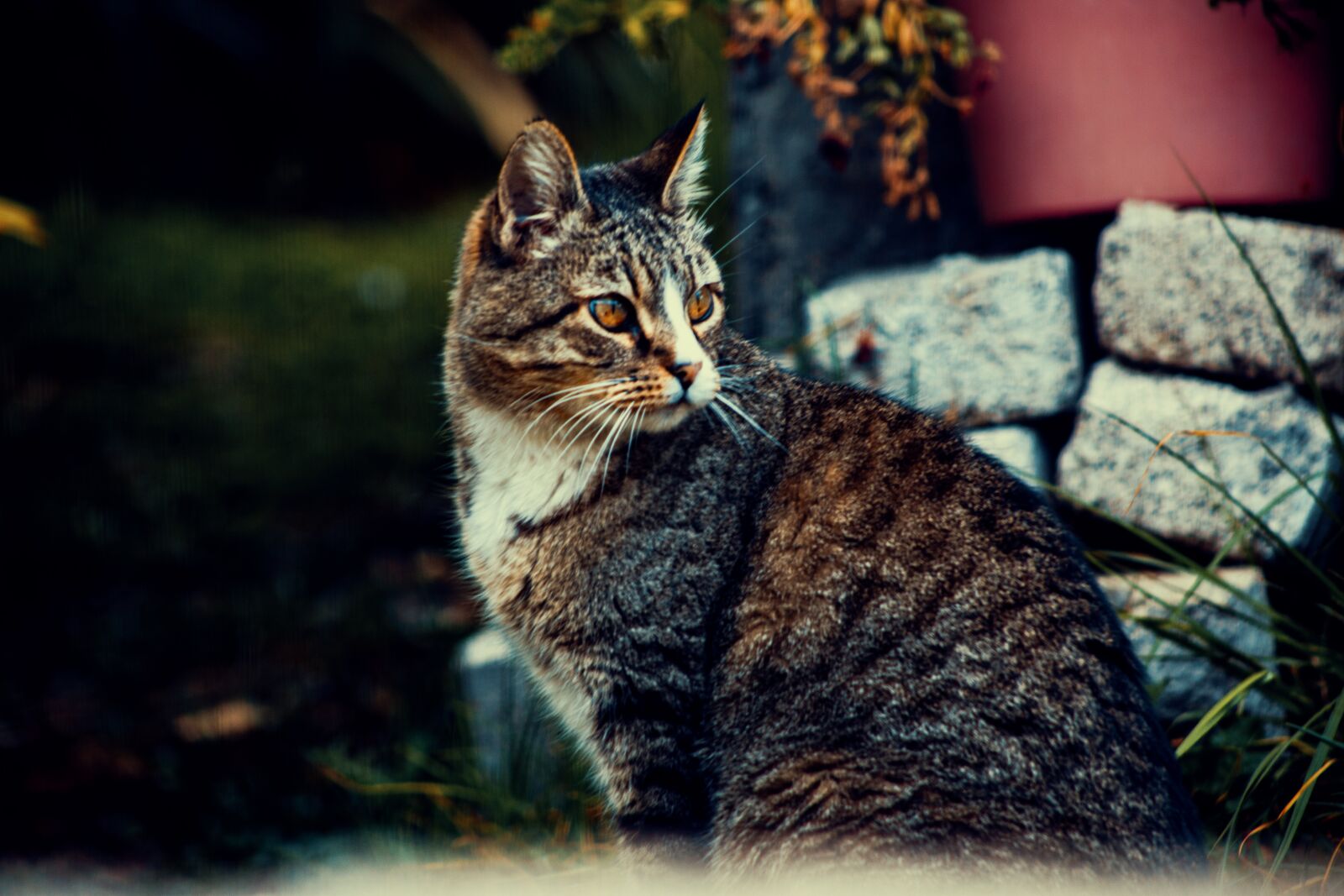 Canon EF75-300mm f/4-5.6 sample photo. Cat, mystery, mystic photography