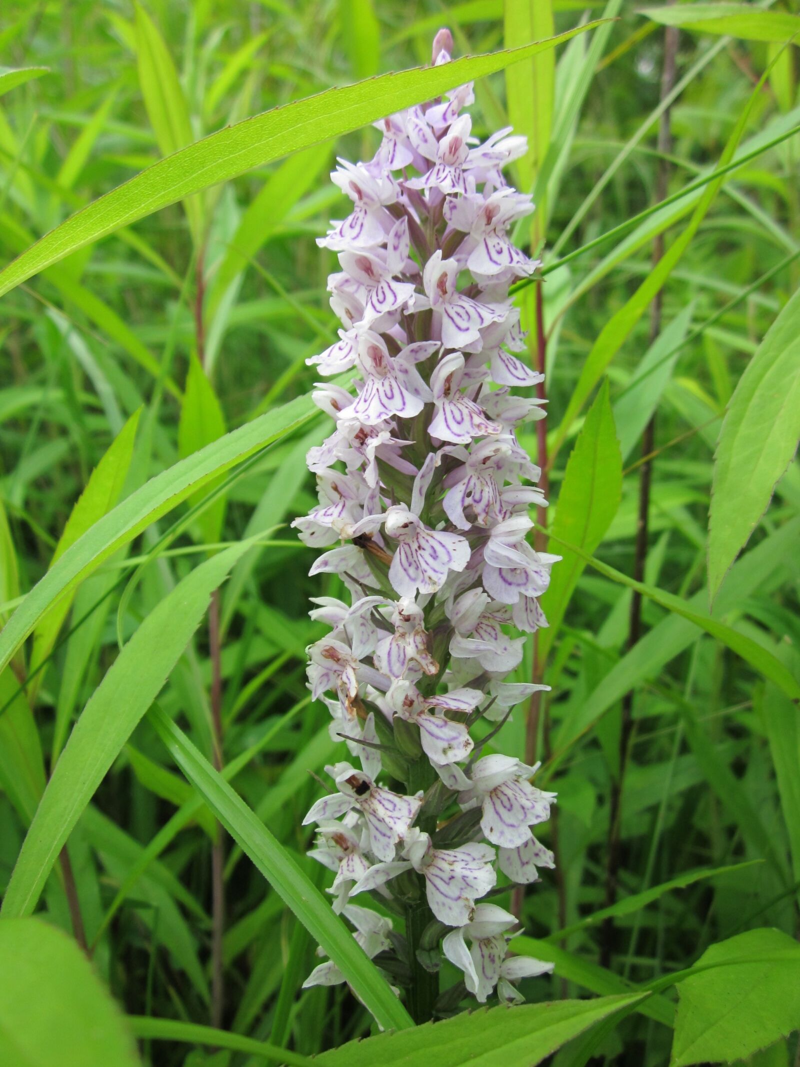 Canon PowerShot A1200 sample photo. Dactylorhiza, marsh orchid, spotted photography
