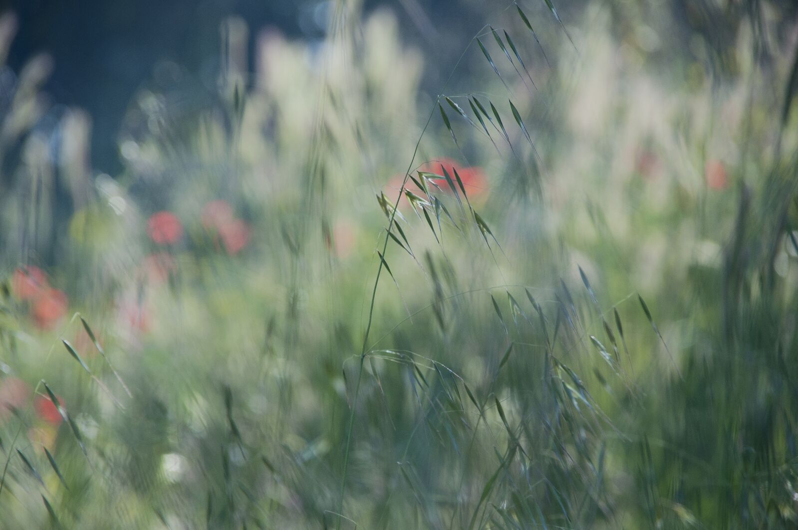 Nikon D5000 sample photo. Plants, nature, green photography