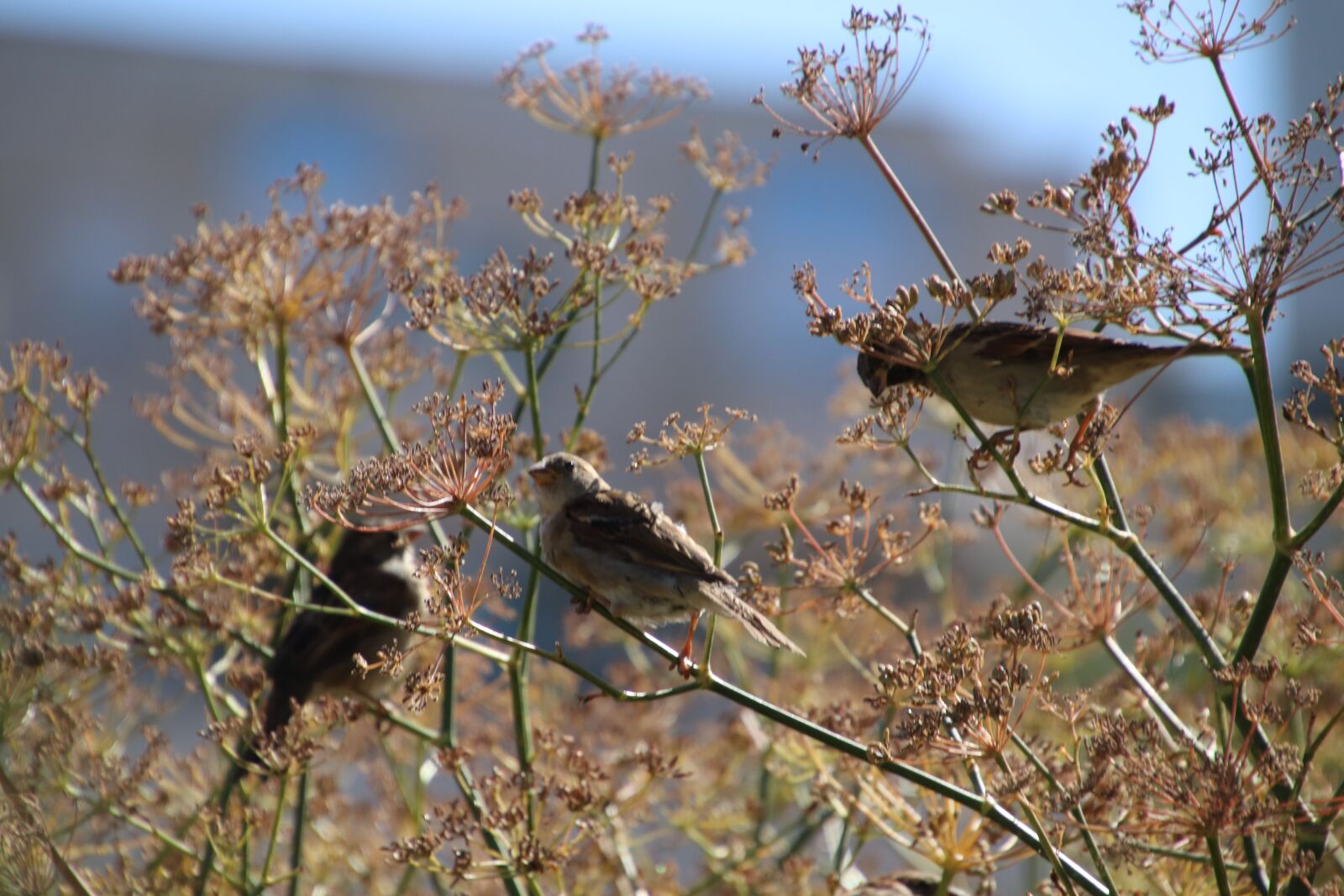Canon EOS 800D (EOS Rebel T7i / EOS Kiss X9i) sample photo. Sparrows, birds, birds of photography