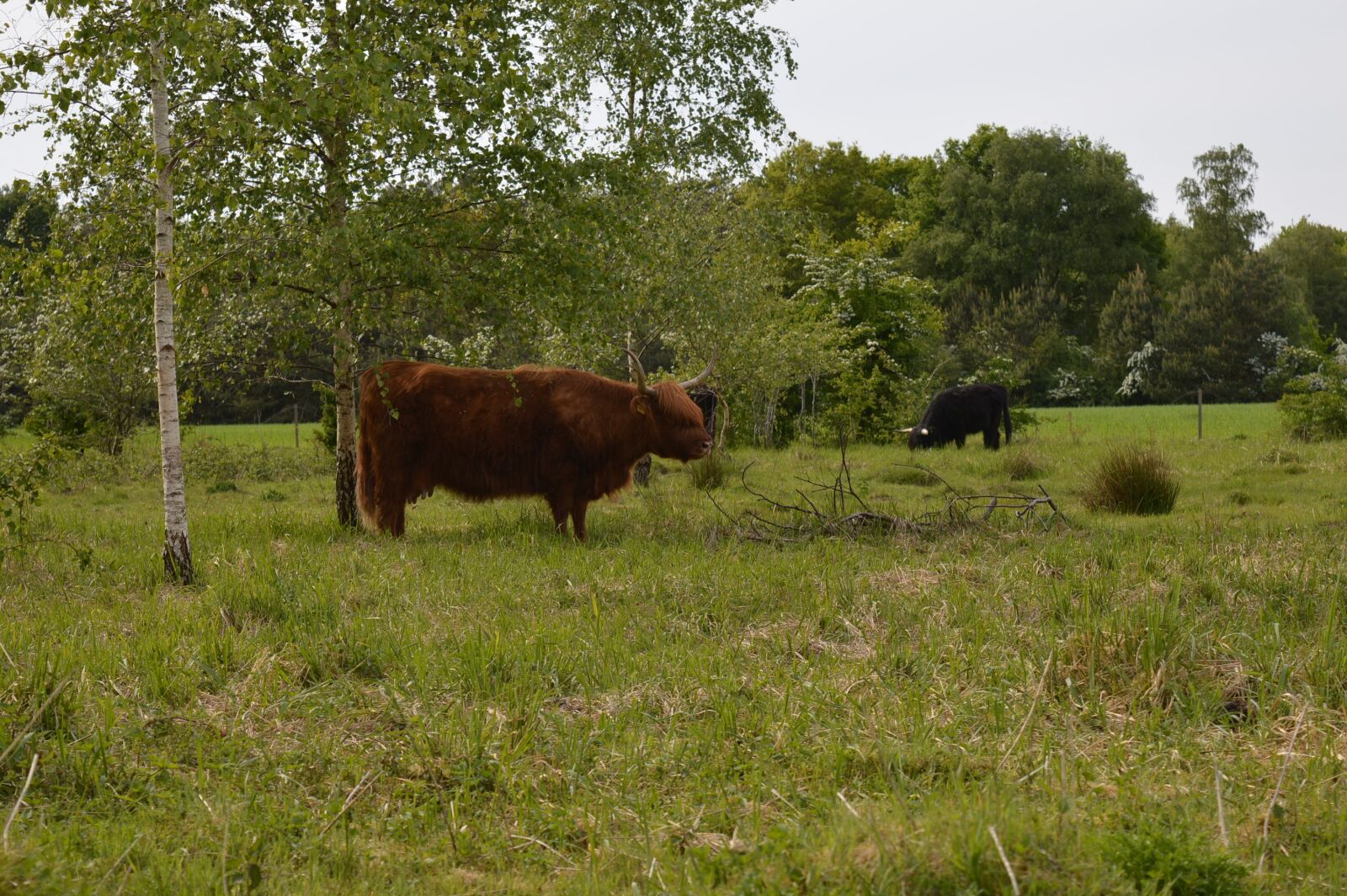 Nikon D3200 sample photo. Cow, green meadow, forest photography