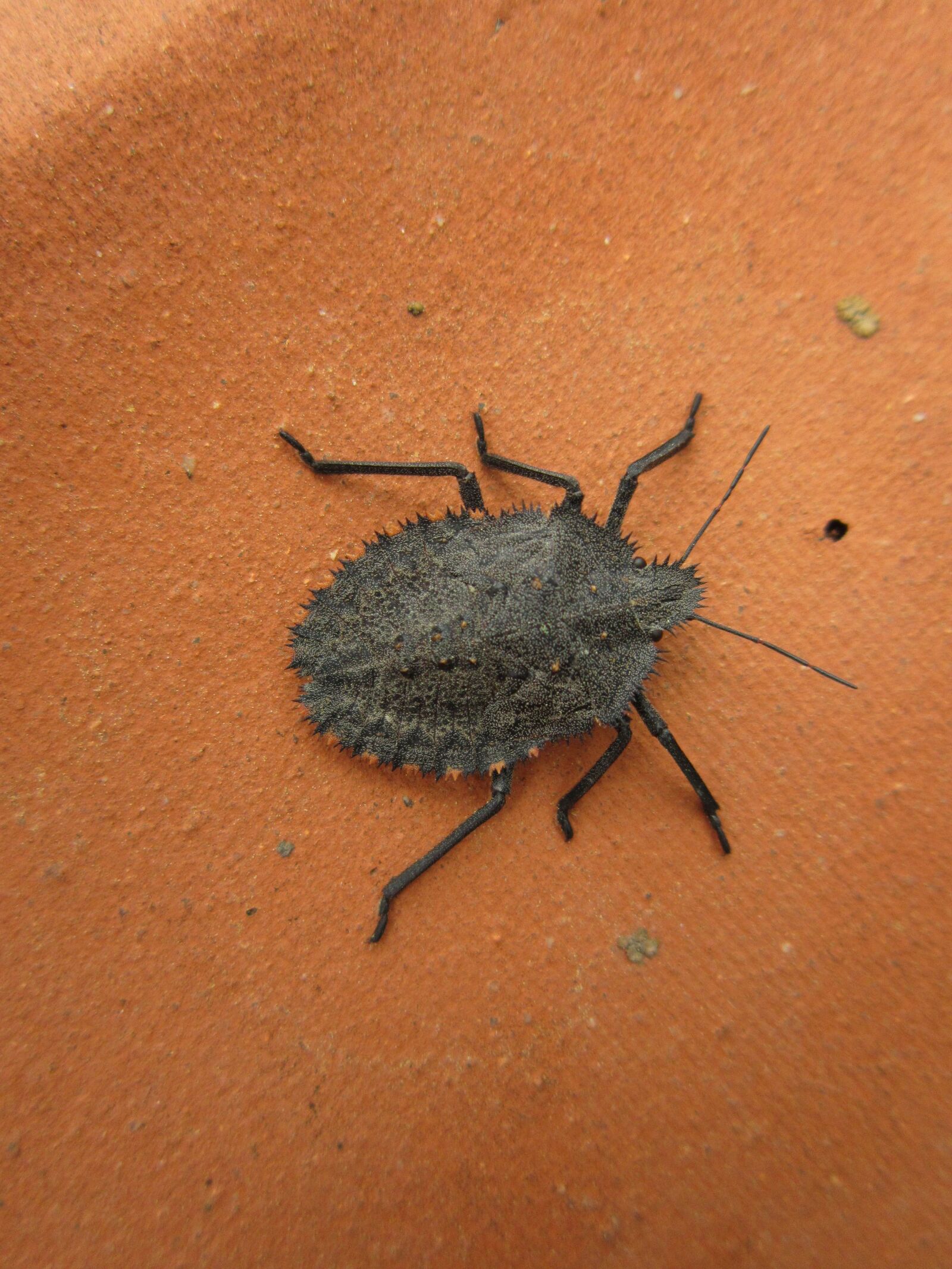 Canon PowerShot A3300 IS sample photo. Mustha spinosula, stink bug photography