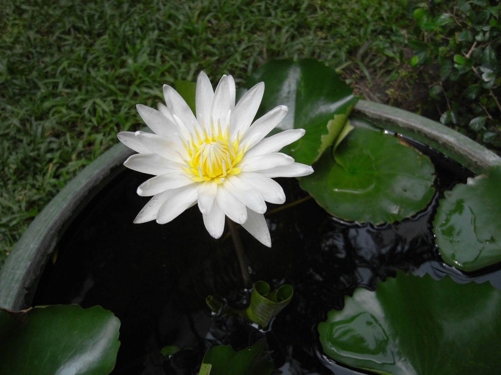 Ricoh Caplio GX100 sample photo. Flower, daisy, white photography