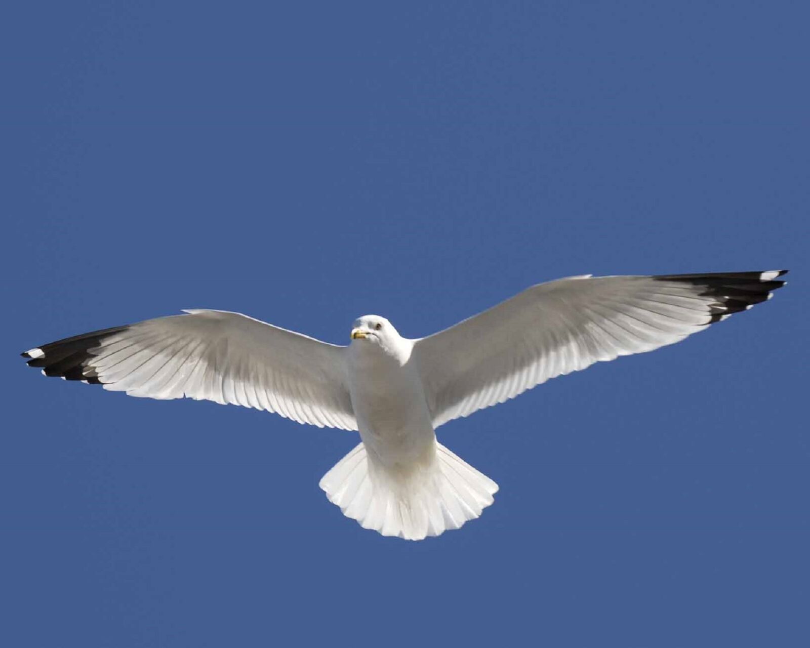 Nikon D200 sample photo. Seagull, flying, in flight photography