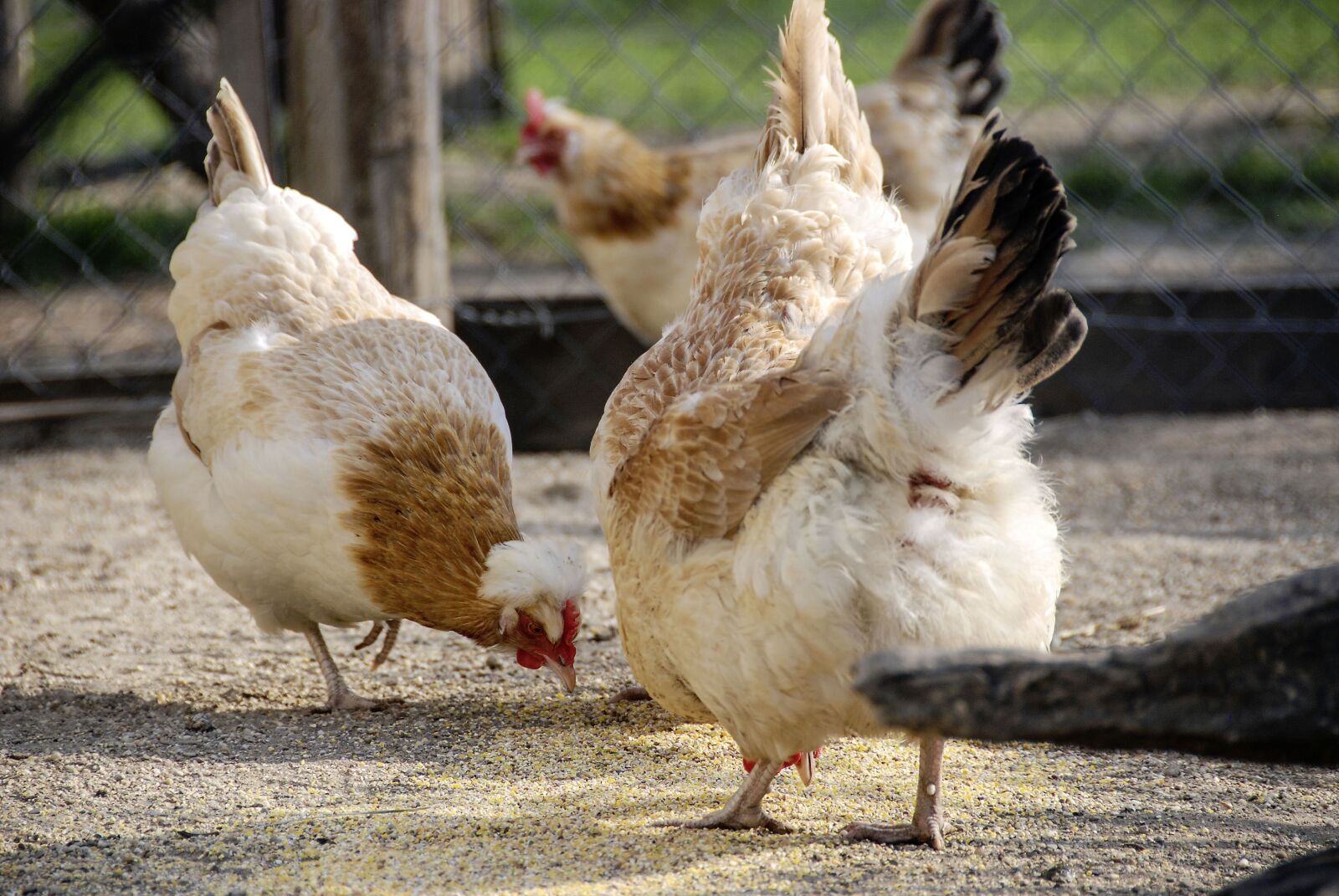 Nikon D80 sample photo. Animal, bird, chicken photography