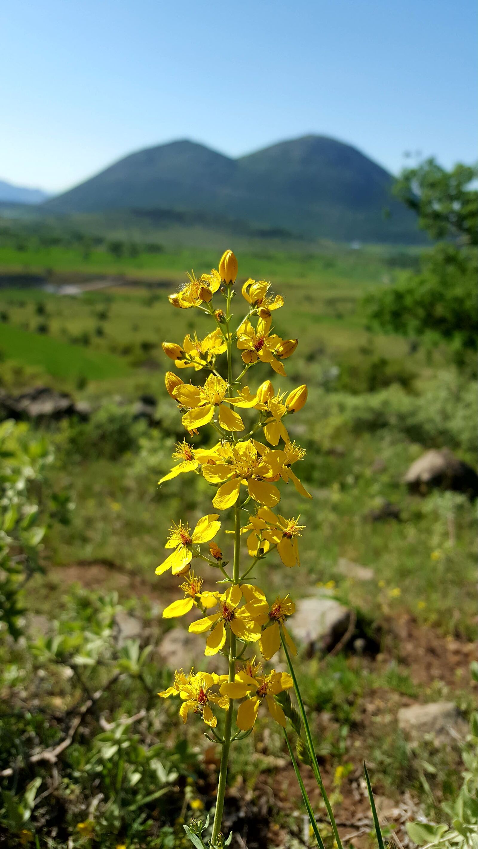 Samsung Galaxy S6 sample photo. St john's wort, flower photography