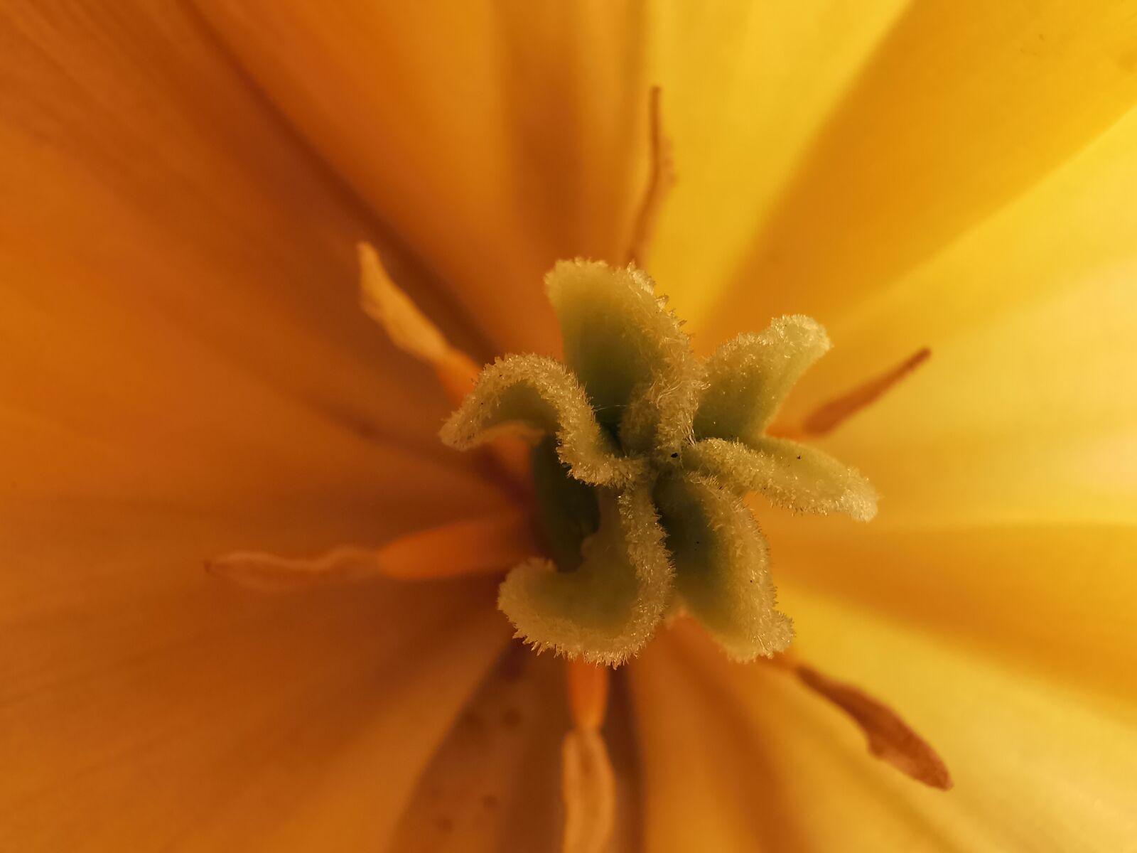 HUAWEI P30 Pro sample photo. Tulip, yellow, macro photography