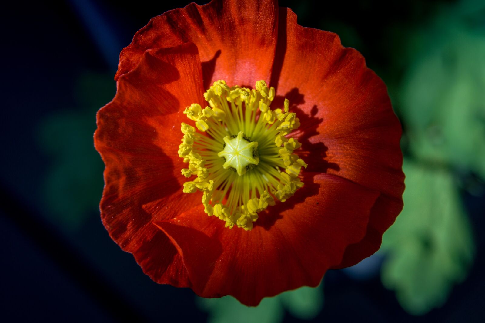 Sony a6000 + Sony E 35mm F1.8 OSS sample photo. Island-poppy, flower, blossom photography