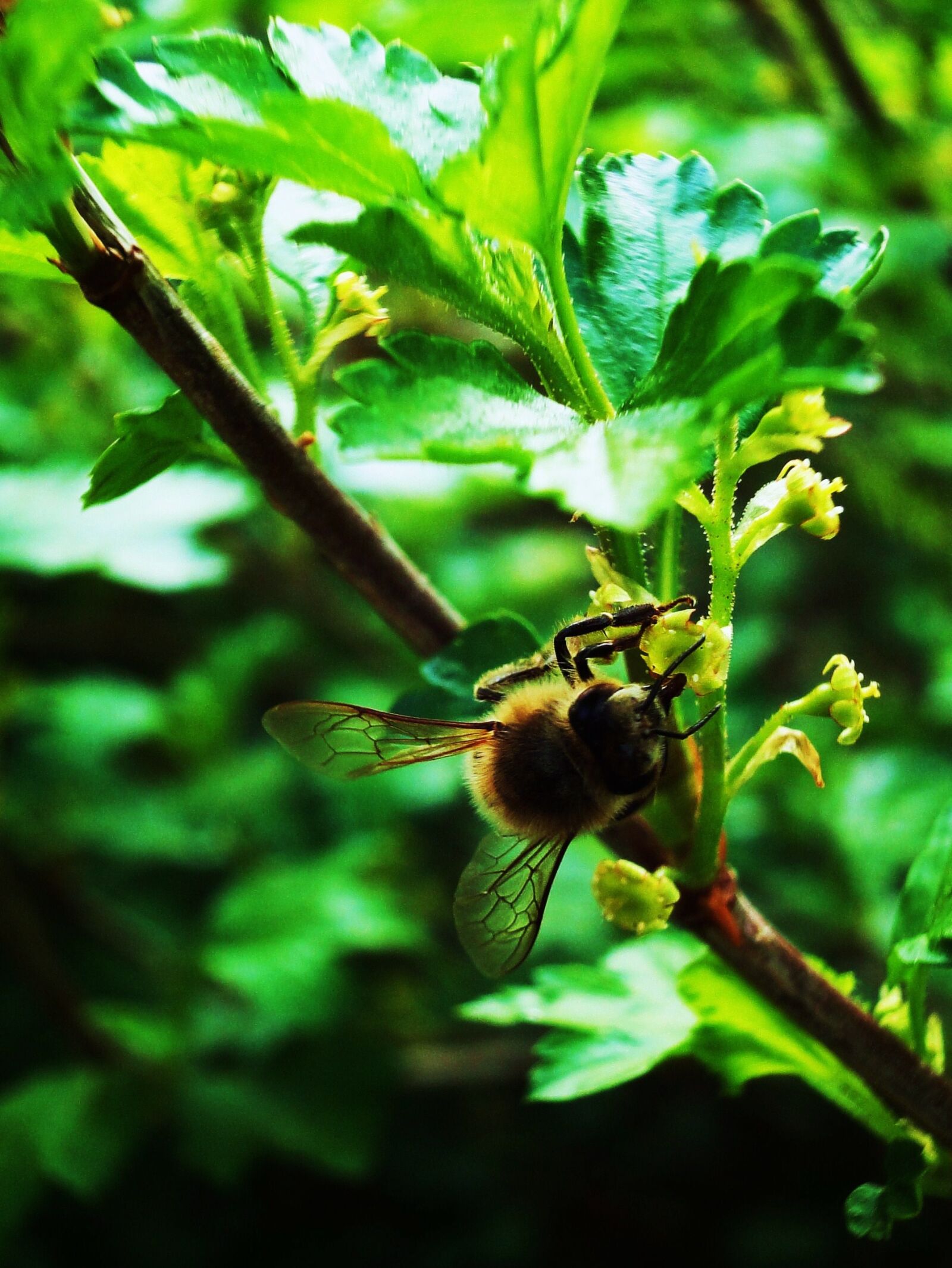 Sony Cyber-shot DSC-WX1 sample photo. Bee, flowers, green, shrubs photography