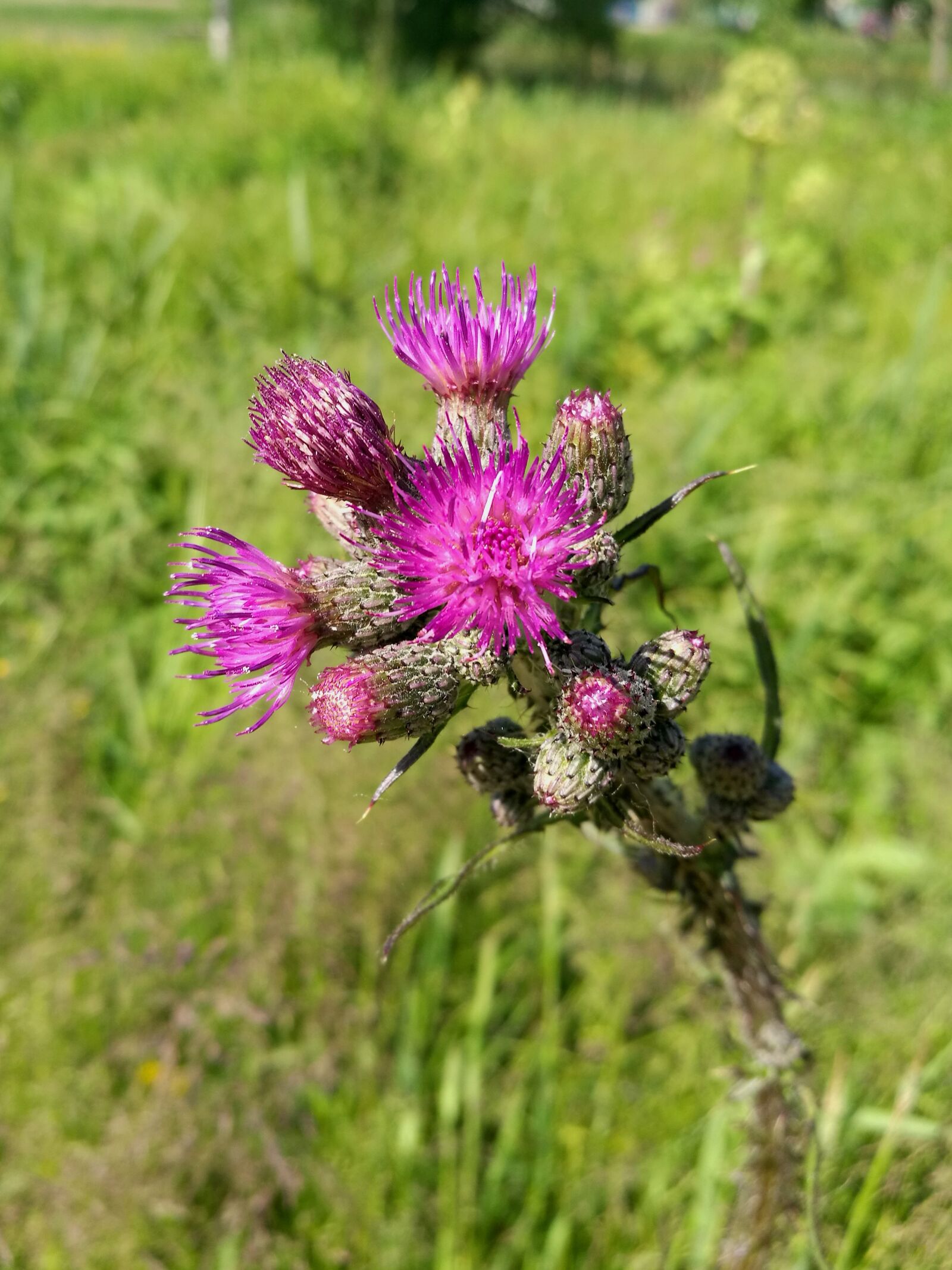 HUAWEI P9 sample photo. Agrimony, flowers, pink photography