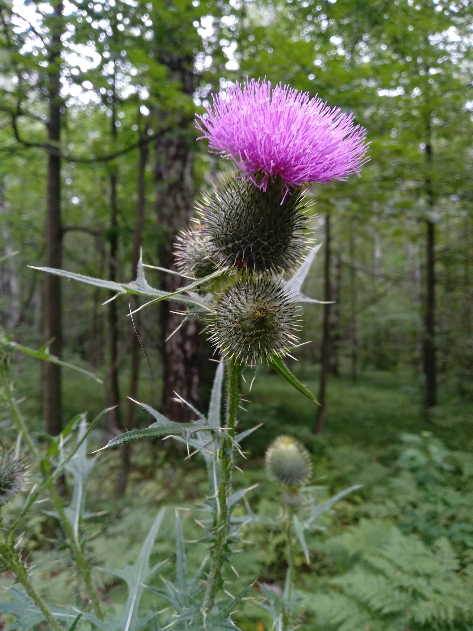 Xiaomi Redmi 5 Plus sample photo. Burdock, august, forest photography