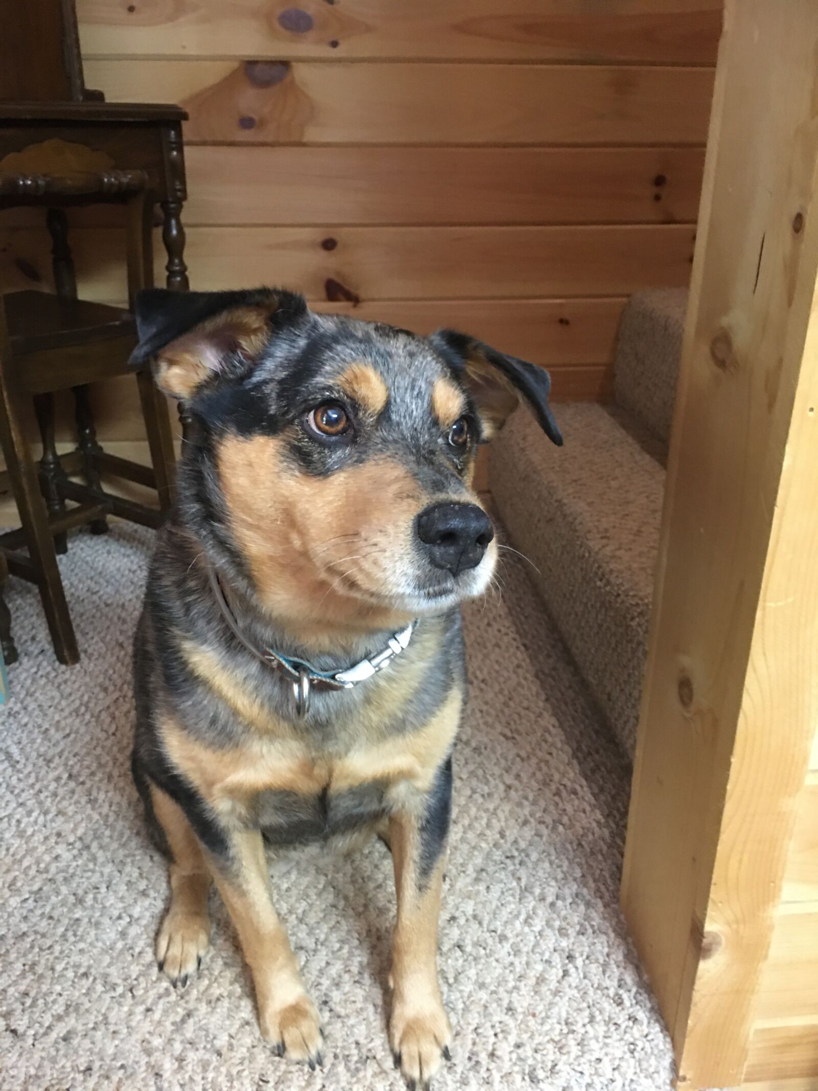 iPhone 6s Plus back camera 4.15mm f/2.2 sample photo. Dog, multicolored, animal photography