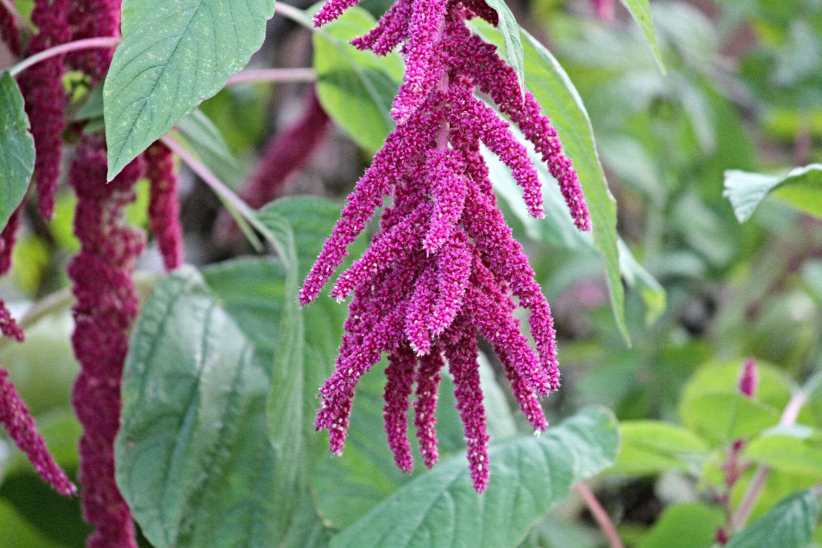 Canon EOS 1100D (EOS Rebel T3 / EOS Kiss X50) sample photo. Foxtail, amaranth, amaranthus photography