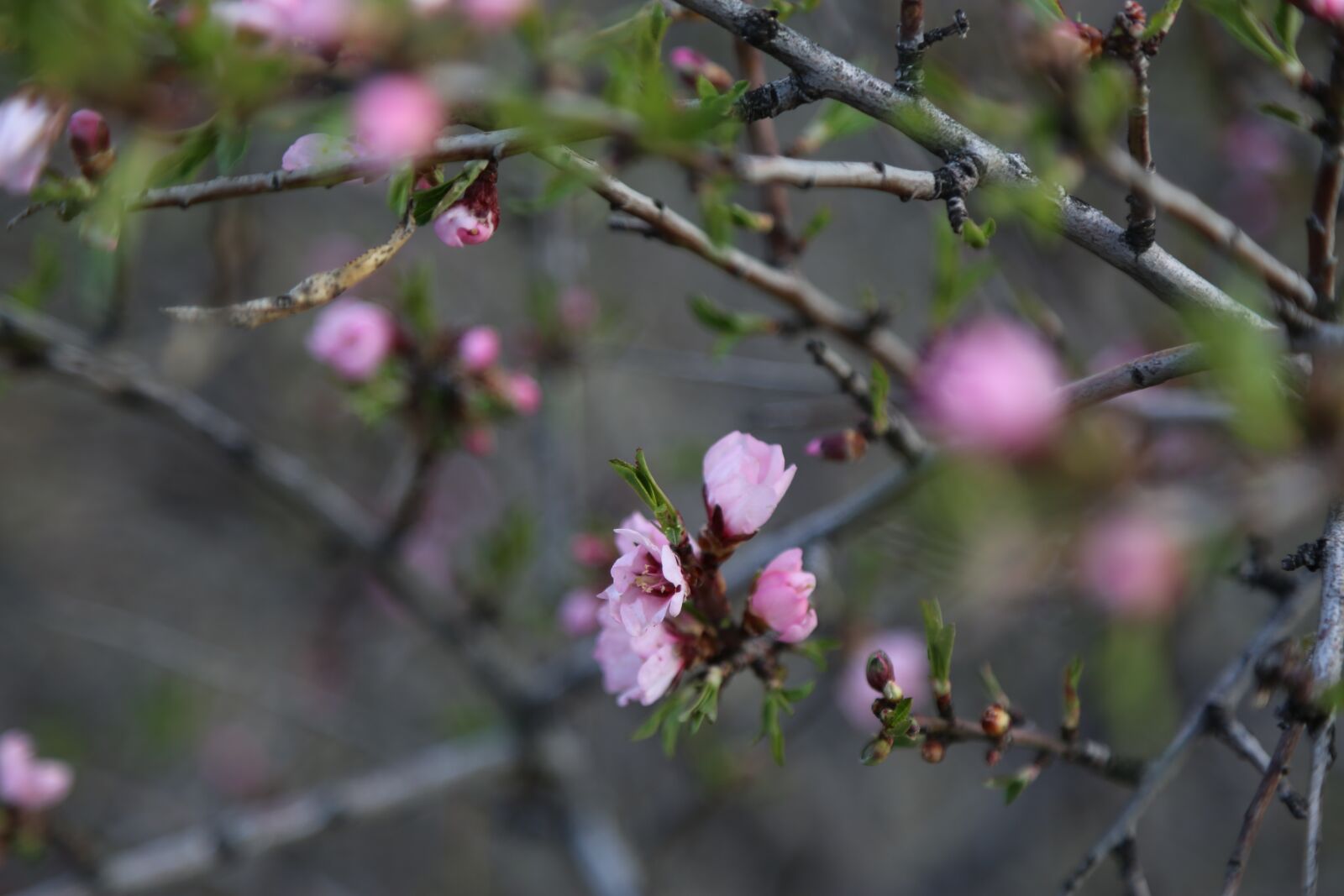 Canon EF 24-105mm F4L IS USM sample photo. Flower, tree, plant photography