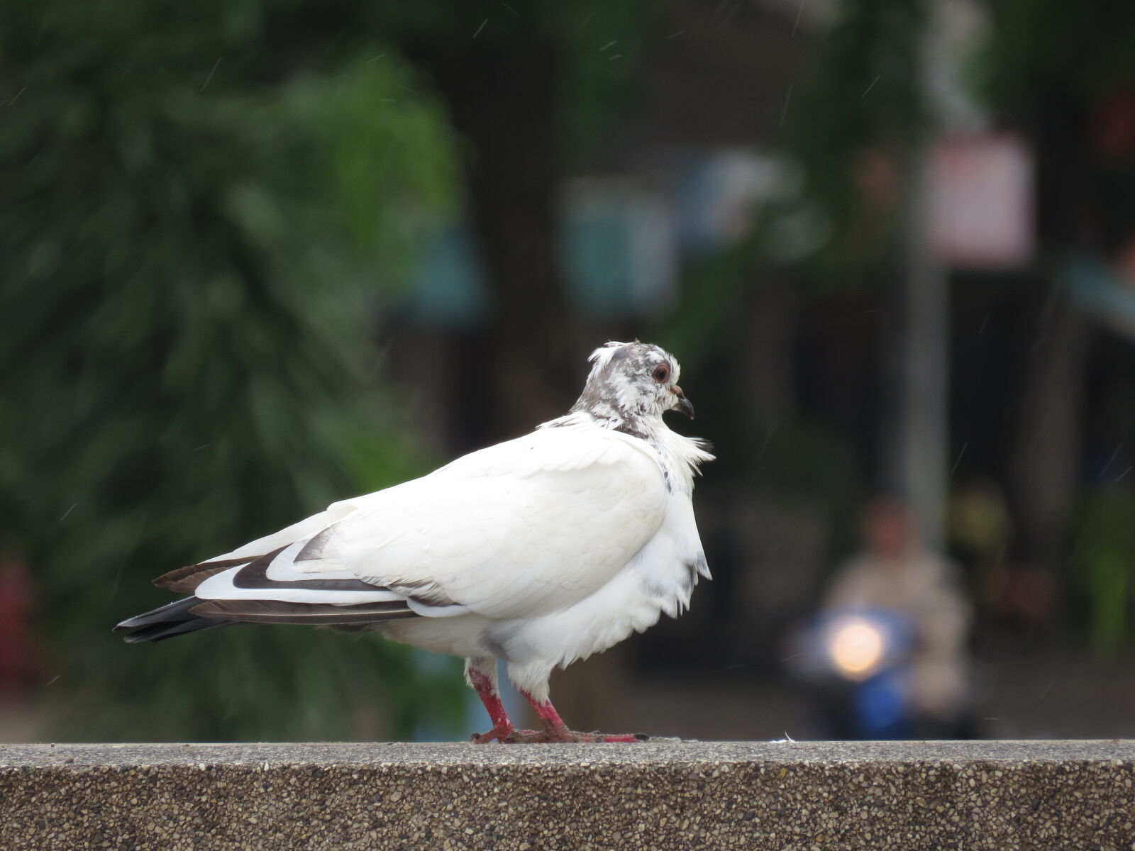 Canon PowerShot SX50 HS sample photo. Bird photography