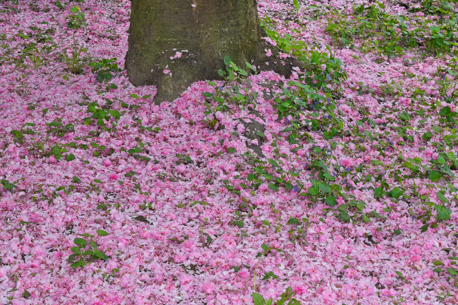 Nikon D5500 sample photo. Petals, pinkish, roots, tree photography