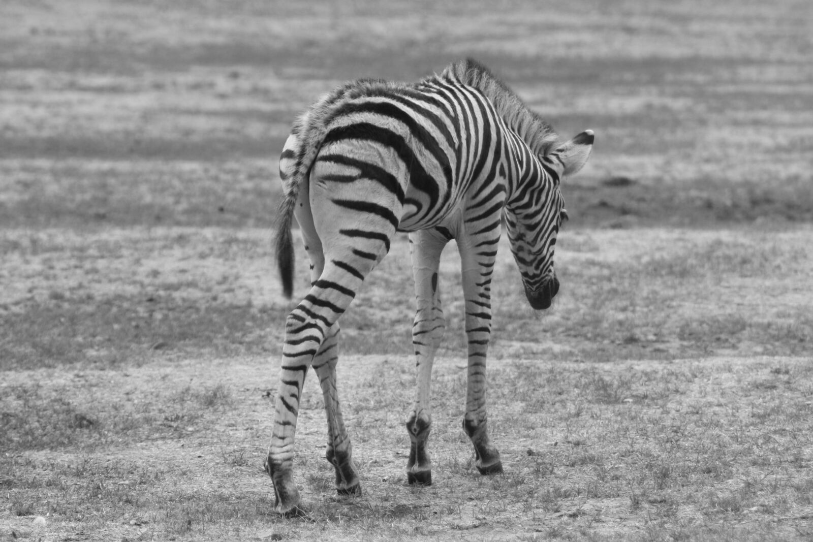 Canon EOS 1000D (EOS Digital Rebel XS / EOS Kiss F) sample photo. Zebra, baby, animal photography