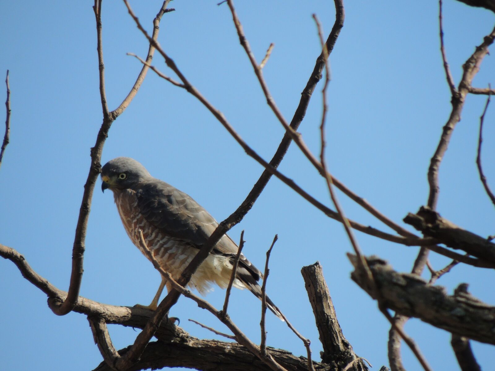 Nikon Coolpix P510 sample photo. Blade, bird, eagle photography