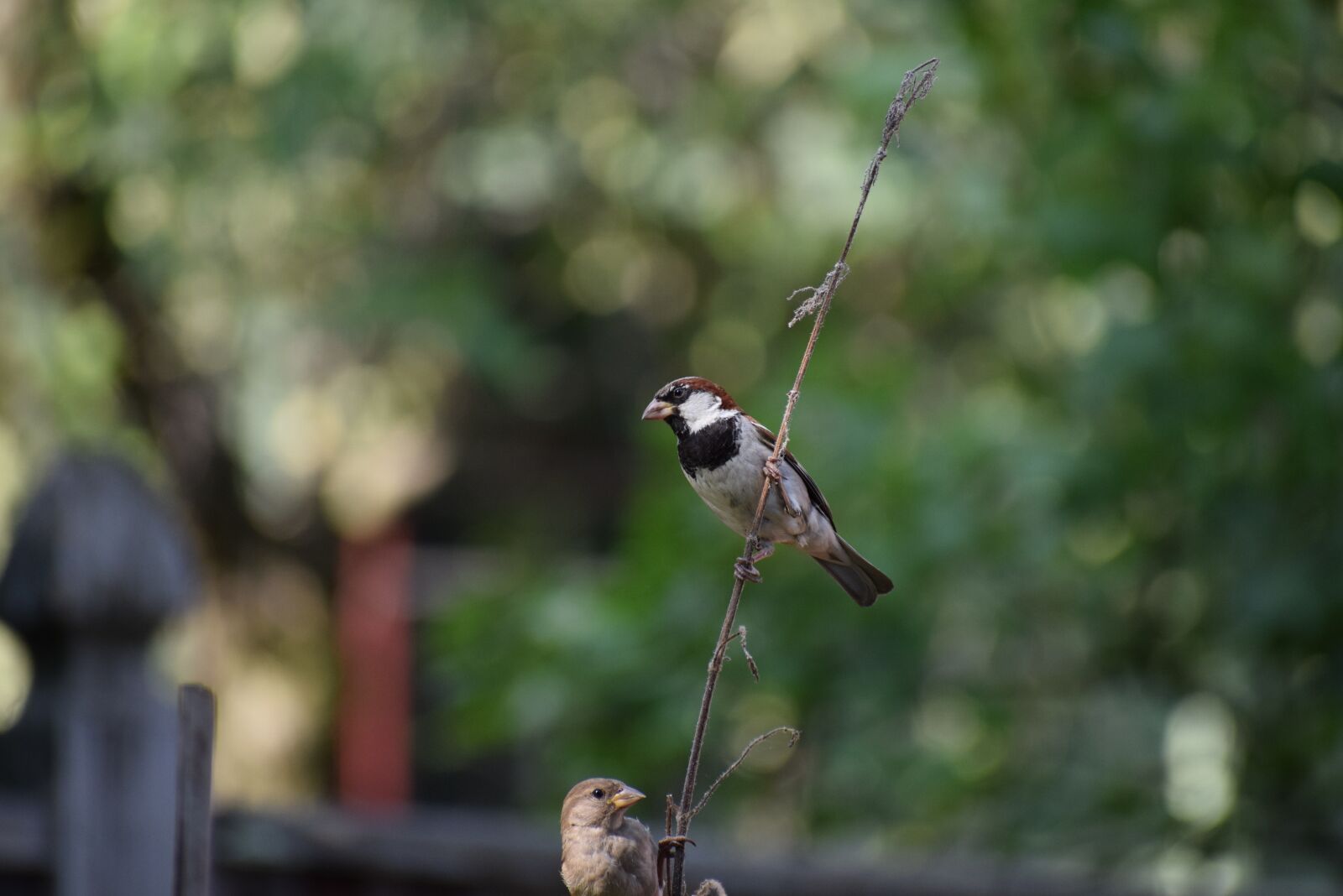 Nikon D3300 sample photo. Bird, finch, nature photography